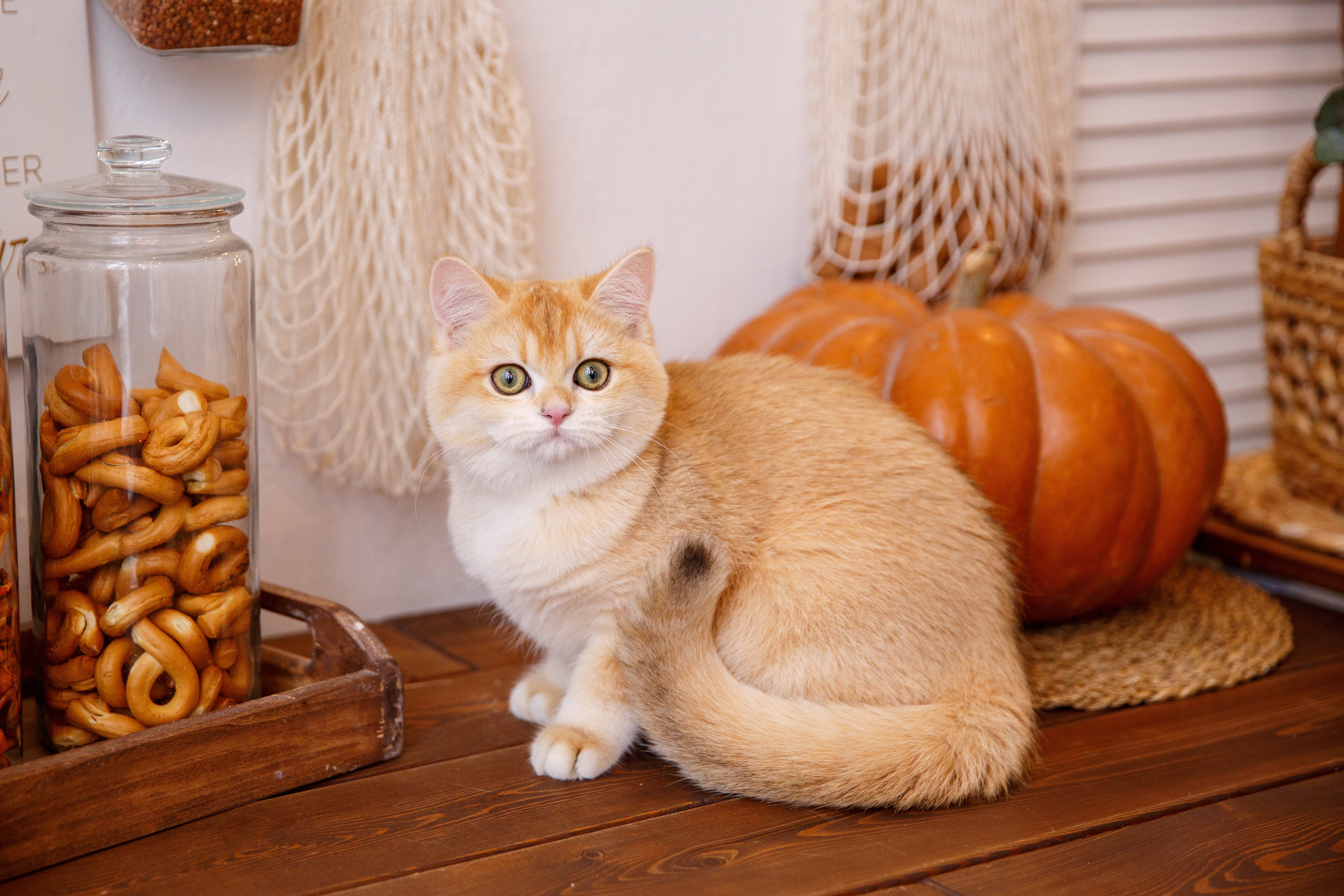 Baixe gratuitamente a imagem Animais, Gatos, Gato na área de trabalho do seu PC