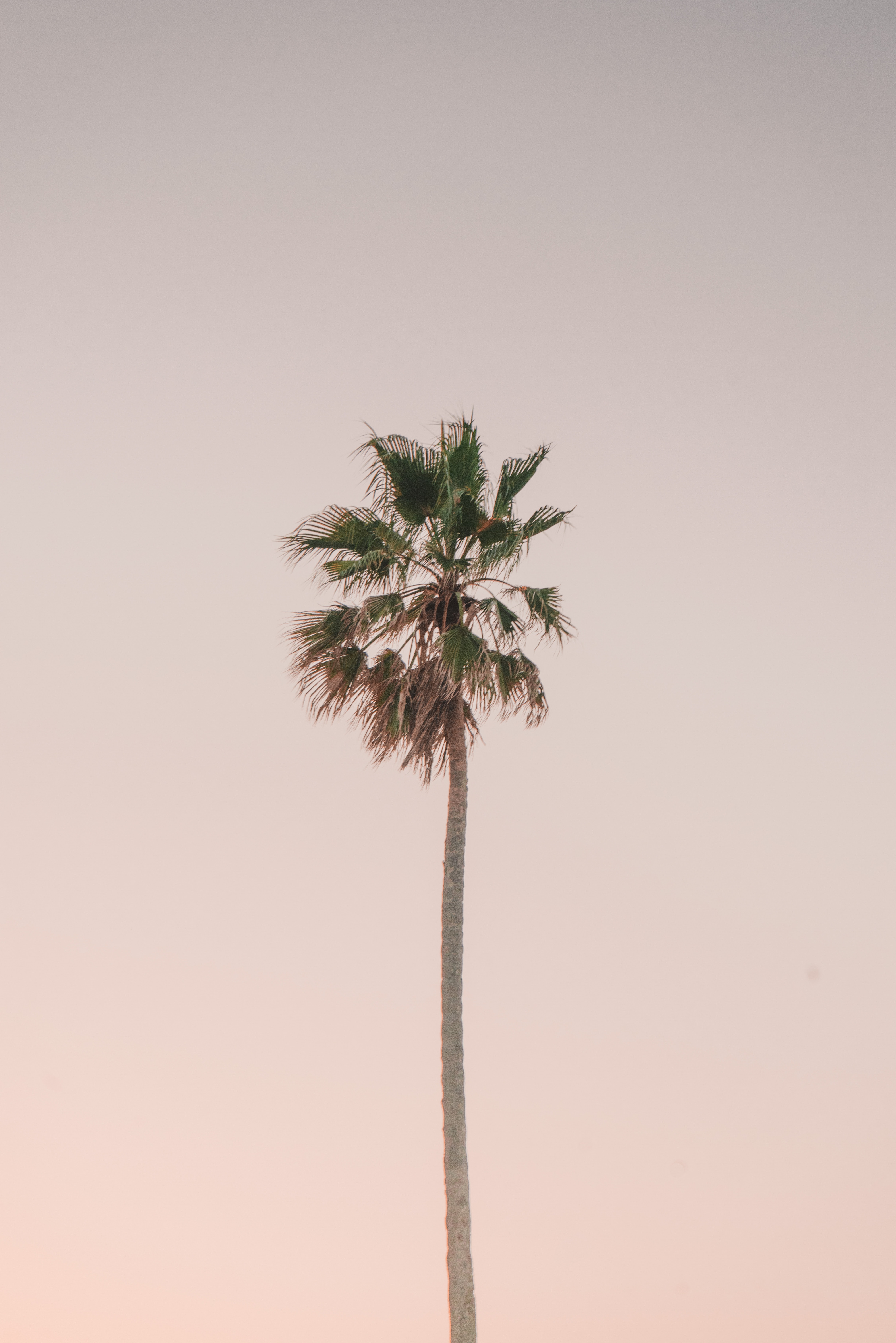 Download mobile wallpaper Wood, Sky, Tree, Palm, Minimalism for free.