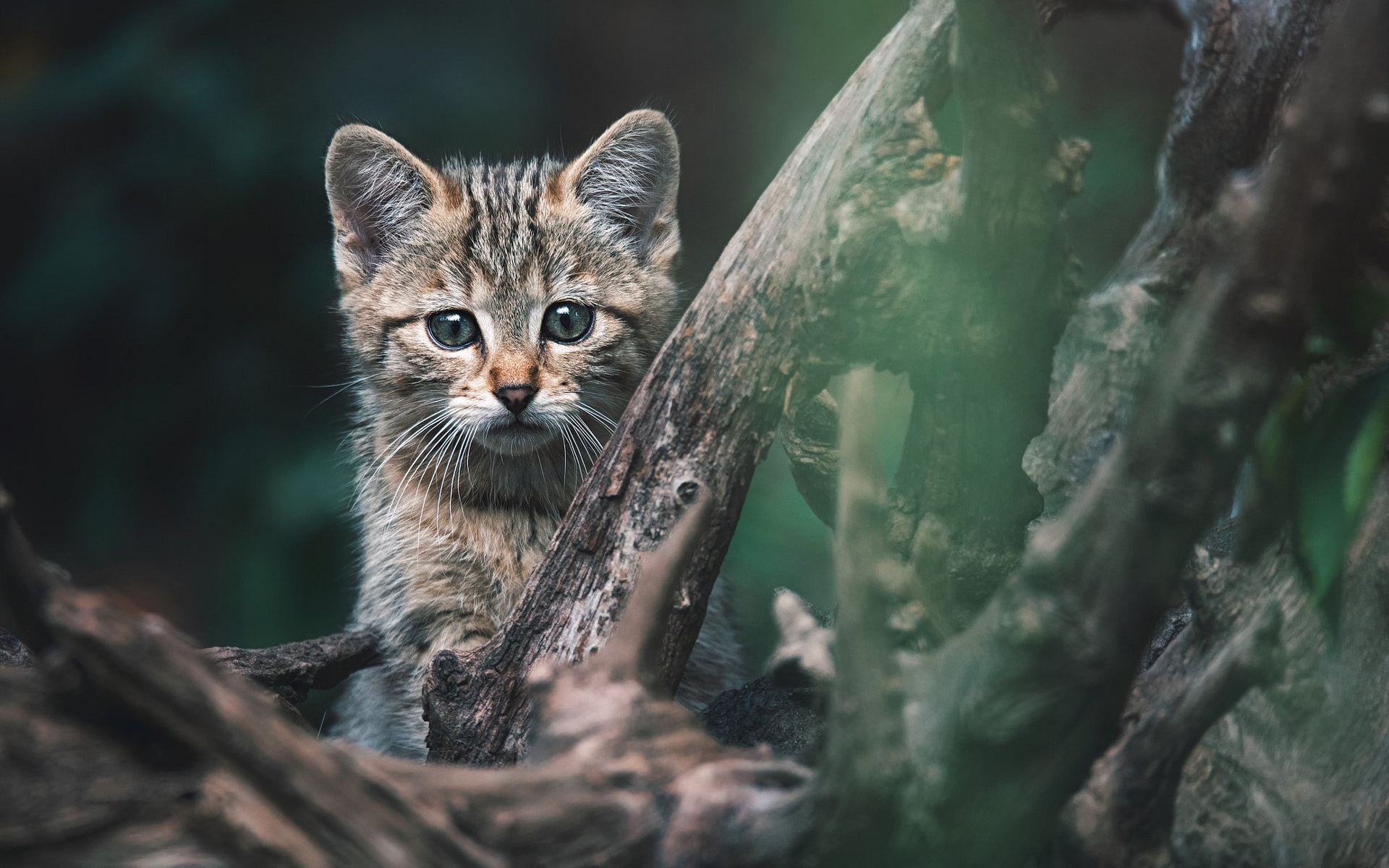 Laden Sie das Tiere, Katzen, Katze-Bild kostenlos auf Ihren PC-Desktop herunter