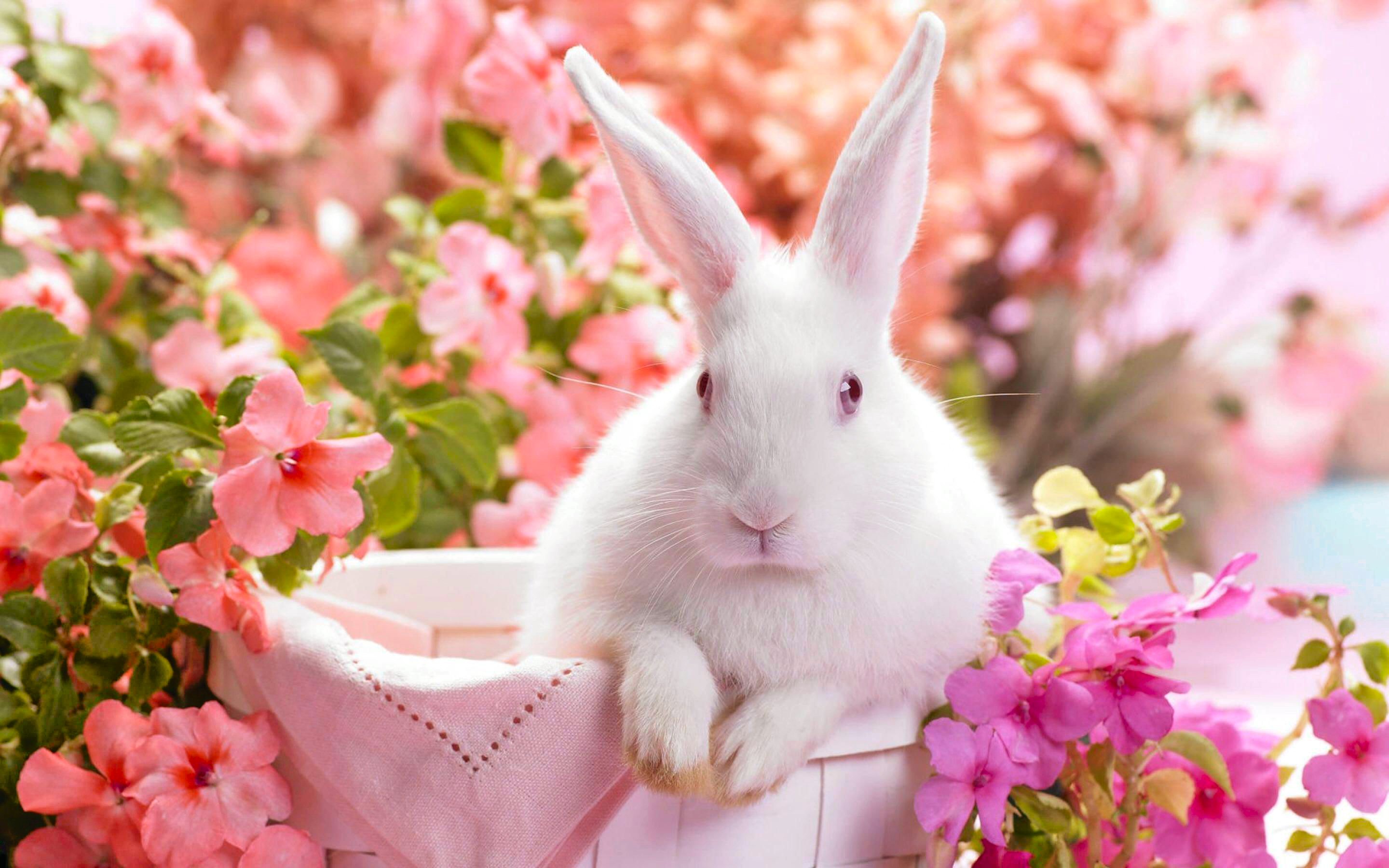 rabbit, easter, bunny, colorful, holiday