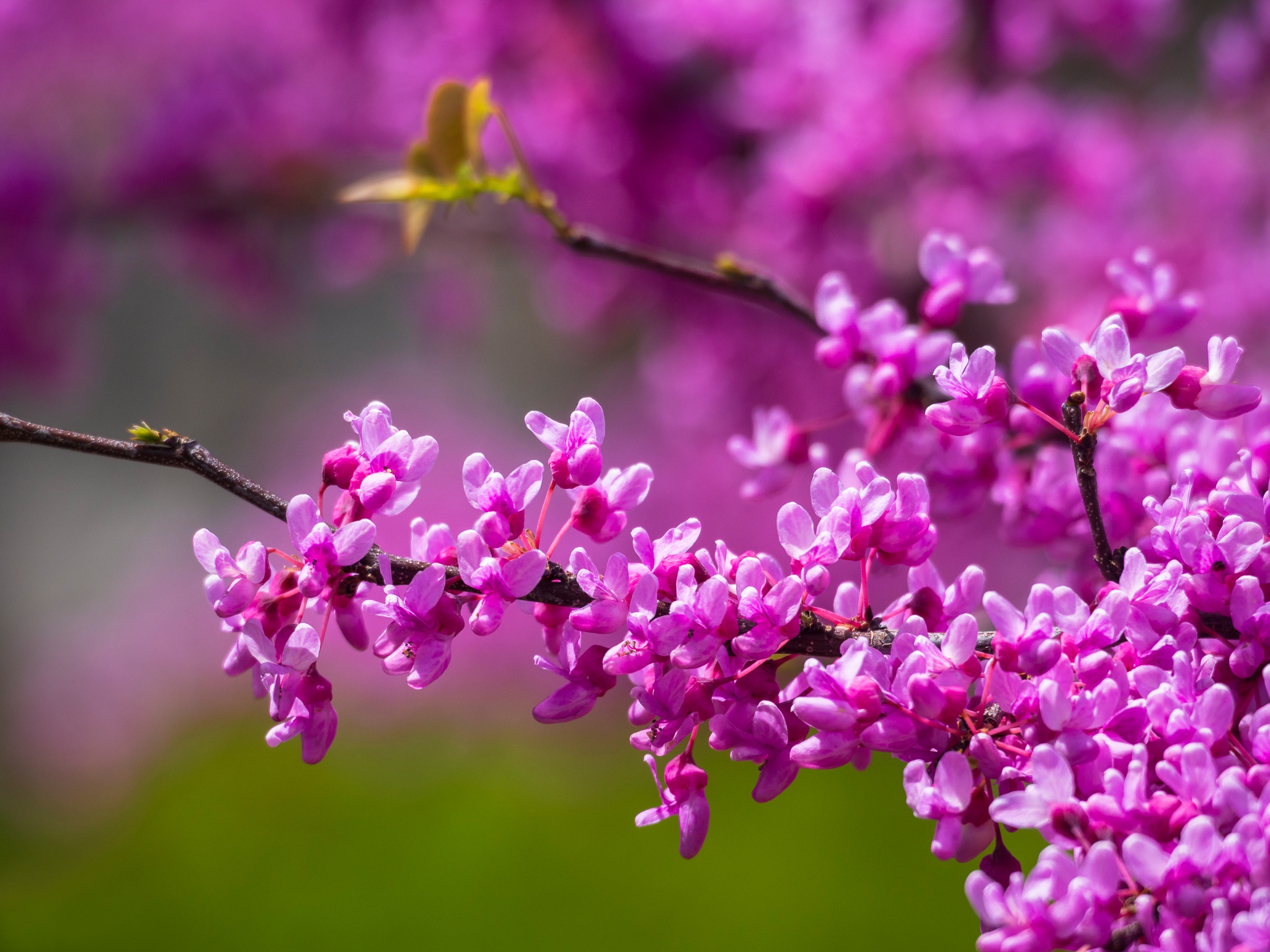 Download mobile wallpaper Flowers, Flower, Branch, Earth, Blossom, Purple Flower for free.