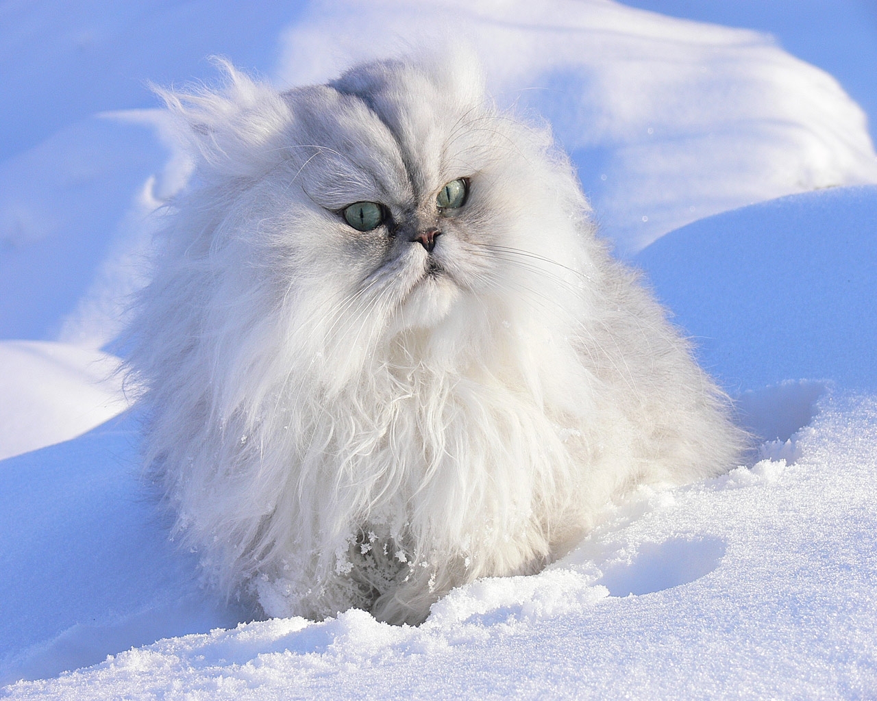 Скачати мобільні шпалери Сніг, Зима, Тварини, Кішки безкоштовно.