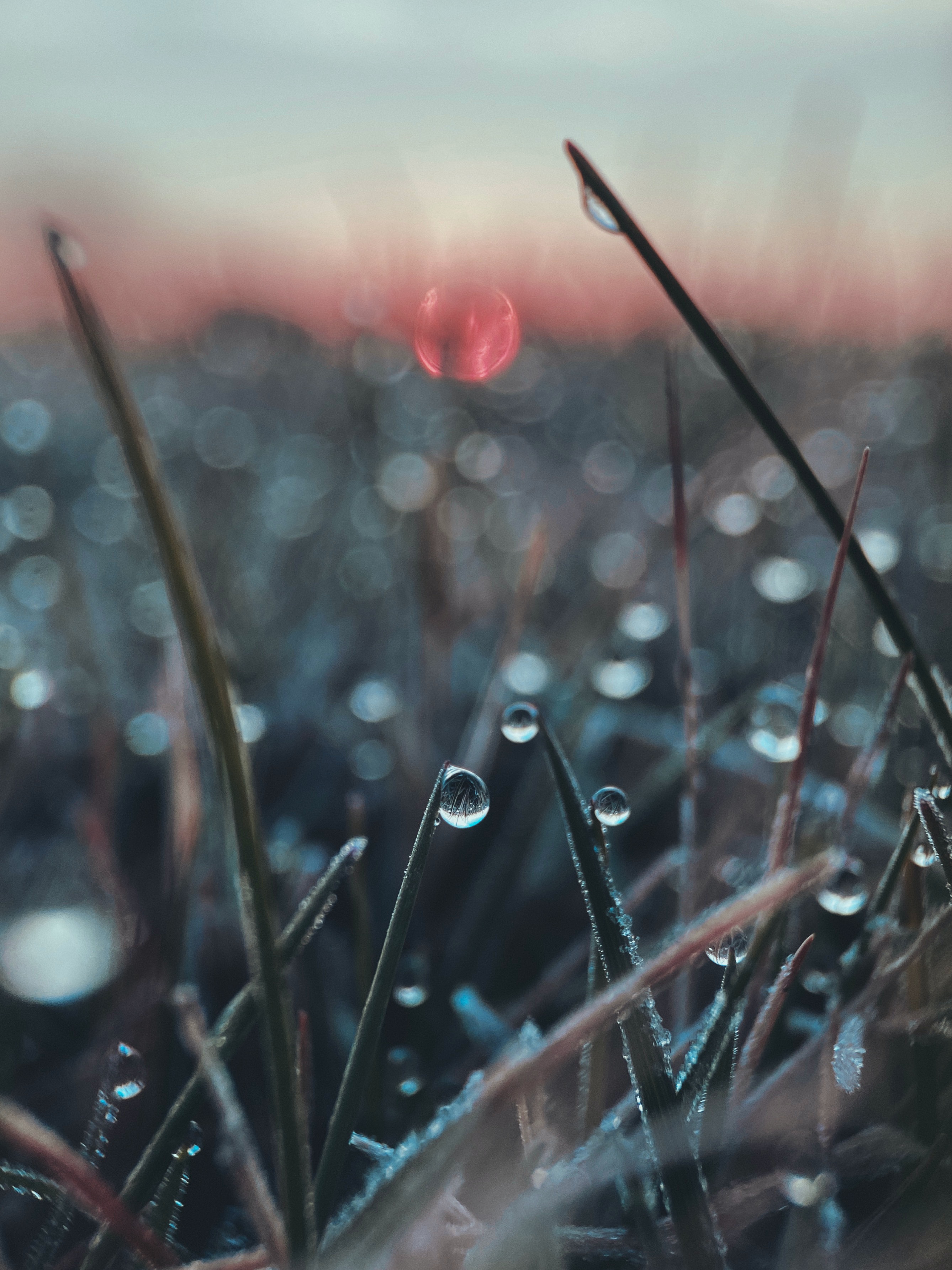 Download mobile wallpaper Grass, Fuzzy, Drop, Macro, Blurred for free.