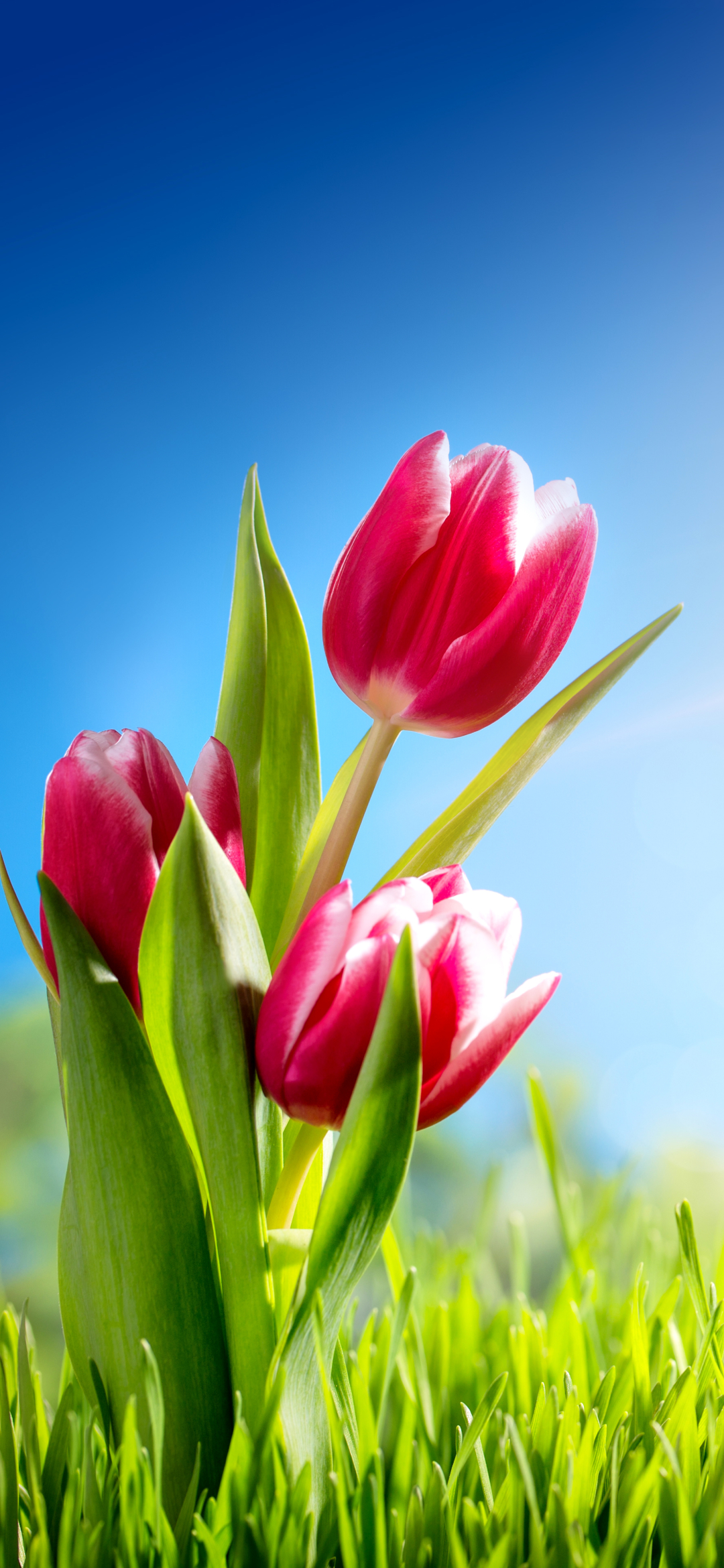 Handy-Wallpaper Natur, Blumen, Blume, Tulpe, Erde/natur, Pinke Blume kostenlos herunterladen.