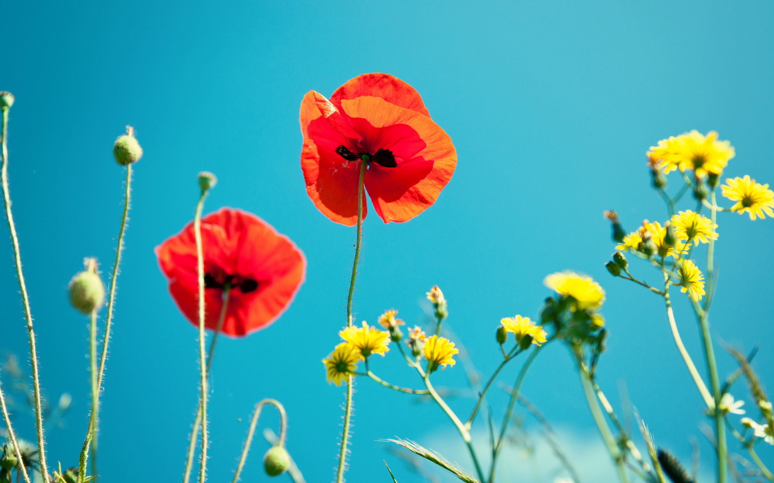 Descarga gratis la imagen Flores, Flor, Tierra/naturaleza en el escritorio de tu PC