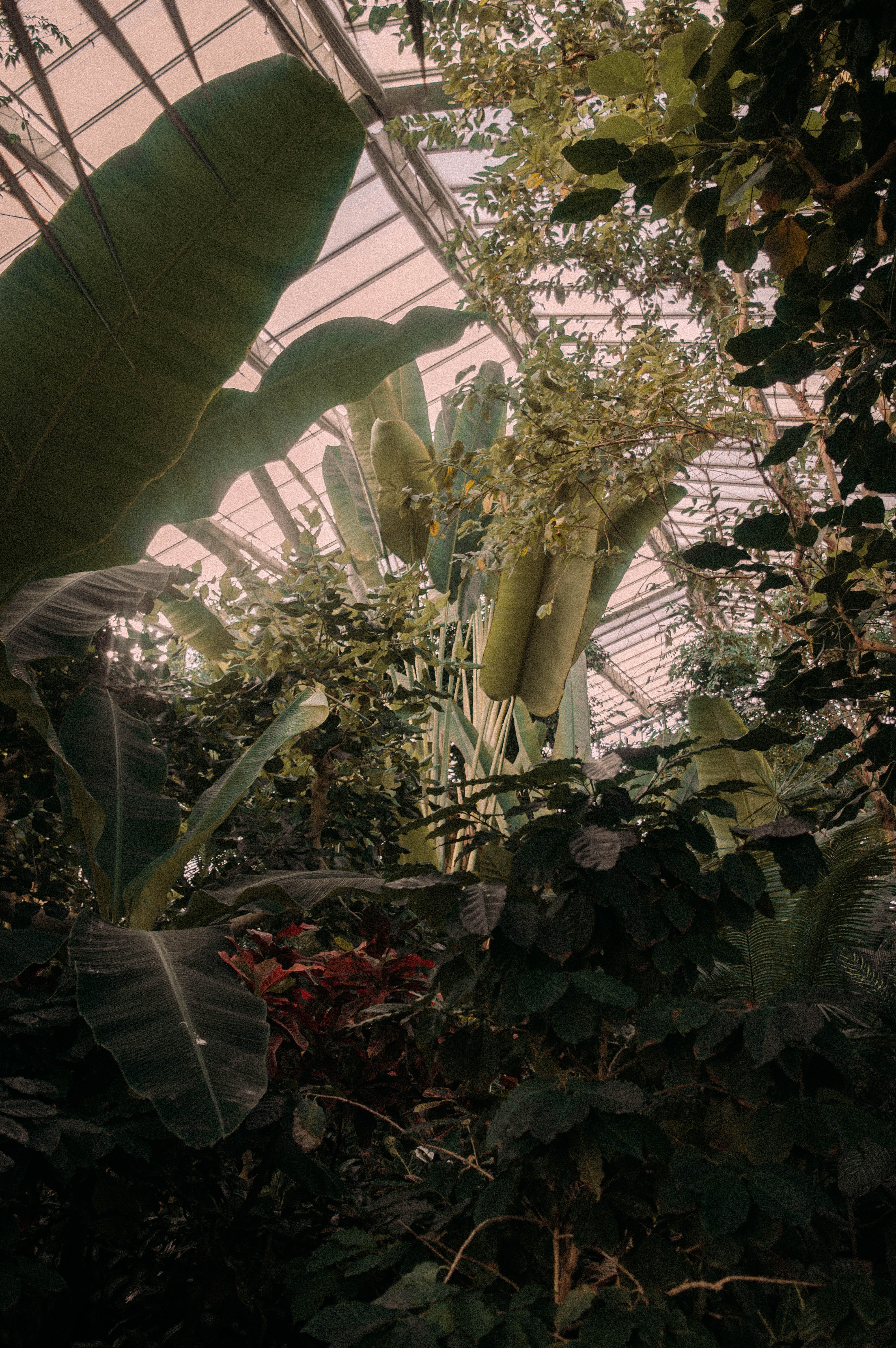 99615 descargar imagen plantas, flores, verde, tropical, invernadero: fondos de pantalla y protectores de pantalla gratis