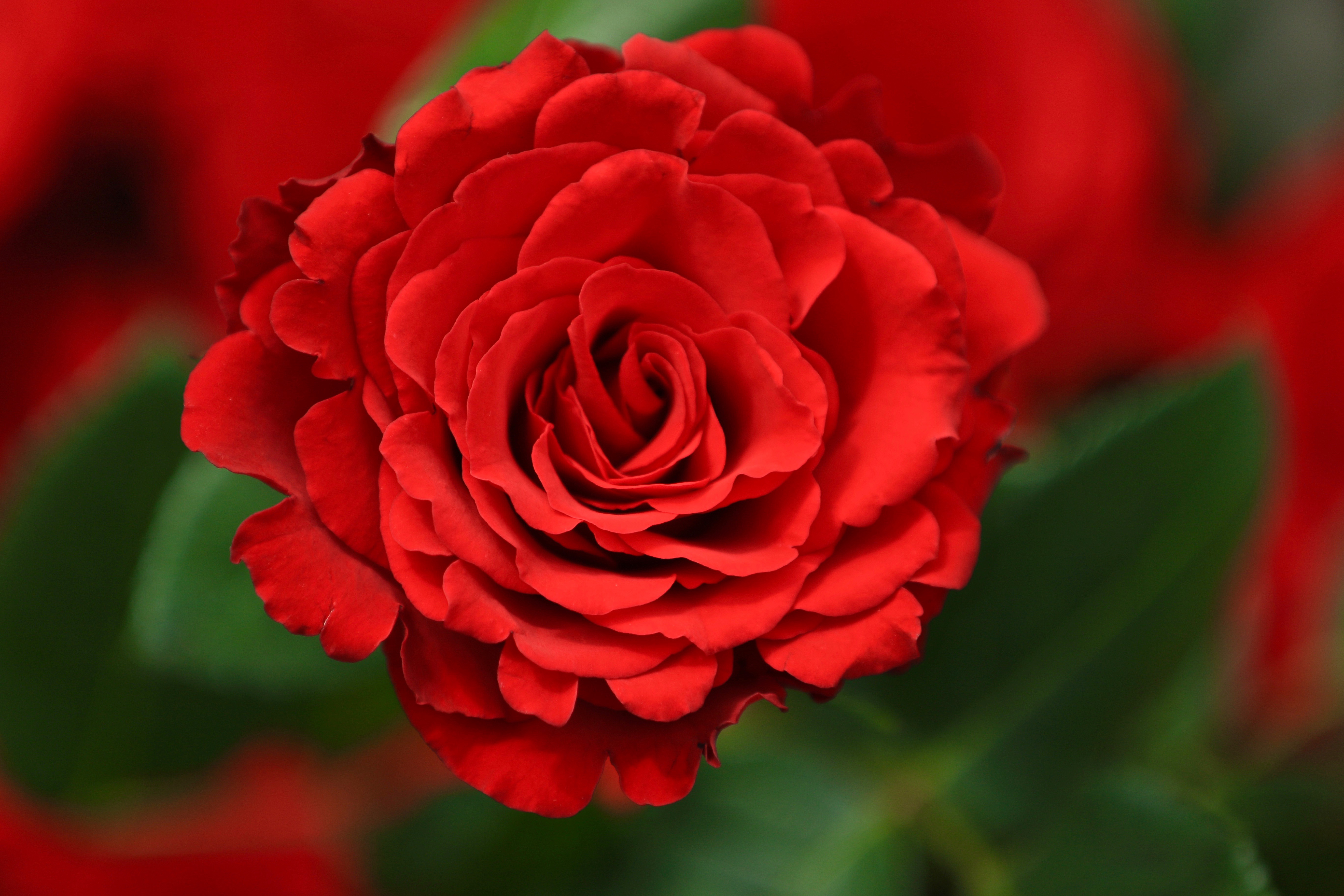 Download mobile wallpaper Nature, Flowers, Flower, Rose, Bud, Close Up, Earth, Red Flower for free.