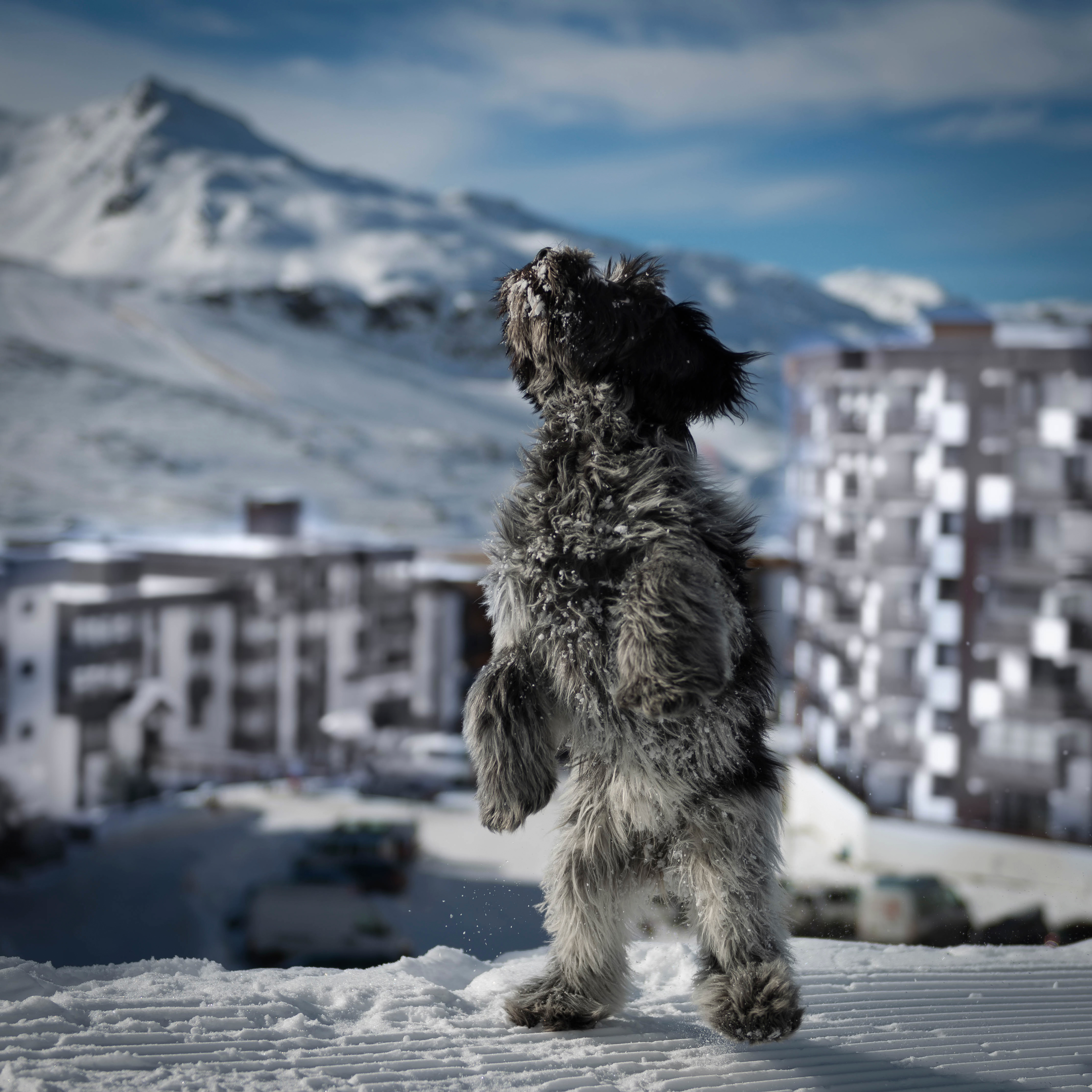 Free download wallpaper Animals, Building, Dog, Bounce, Snow, Jump on your PC desktop