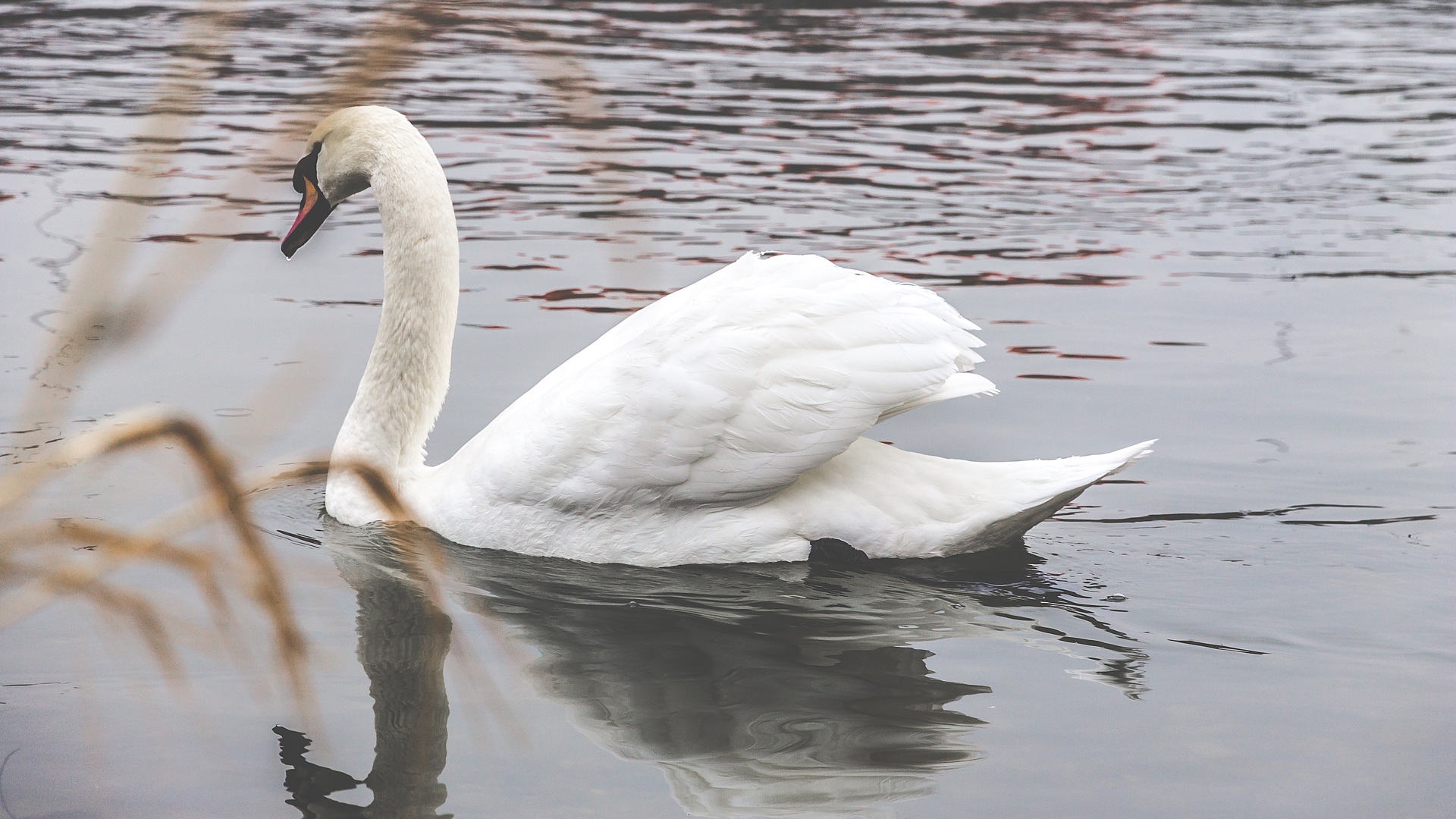 Download mobile wallpaper Birds, Animal, Swan, River, Mute Swan for free.
