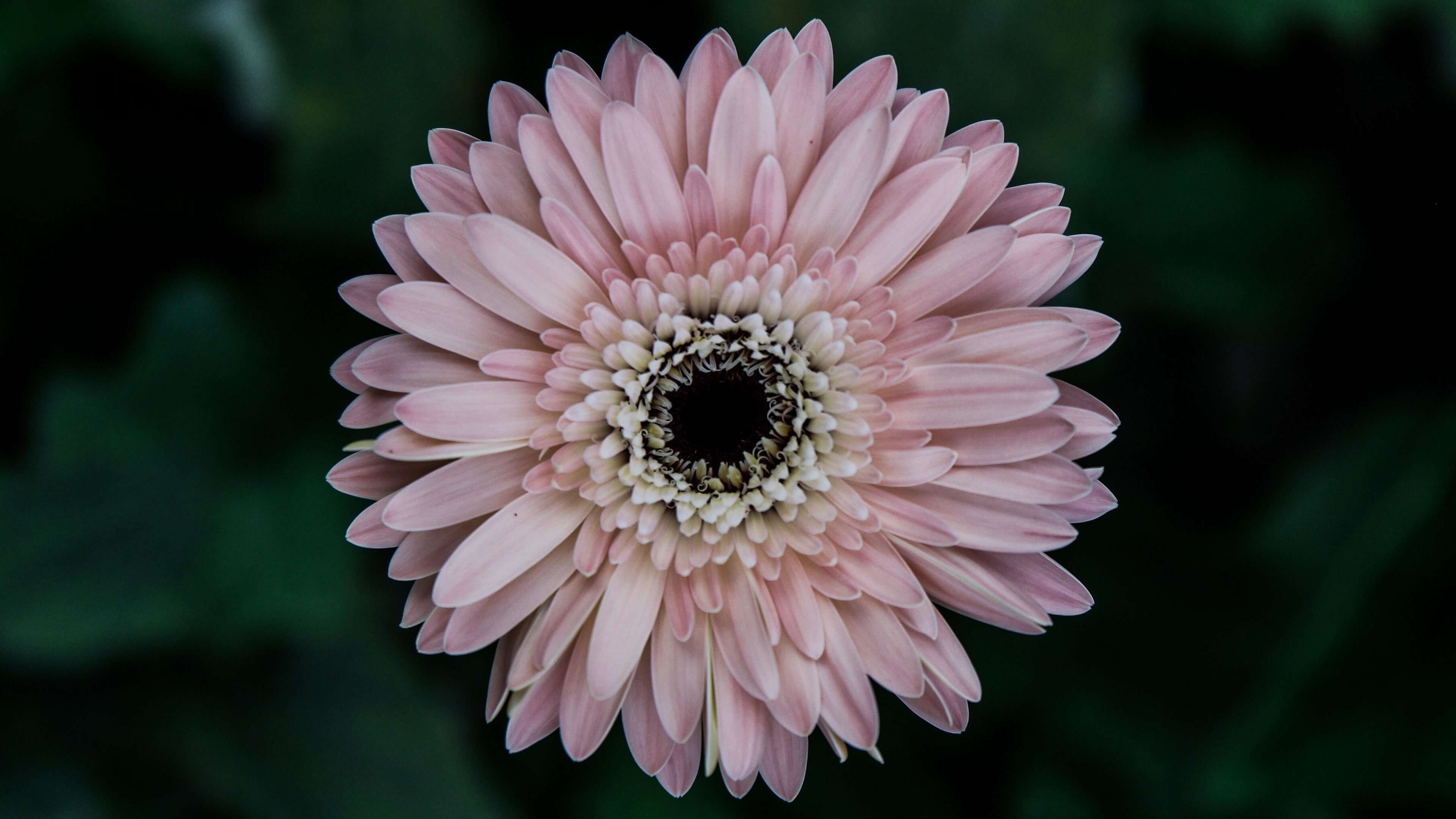 Free download wallpaper Flowers, Flower, Earth, Gerbera, Pink Flower on your PC desktop