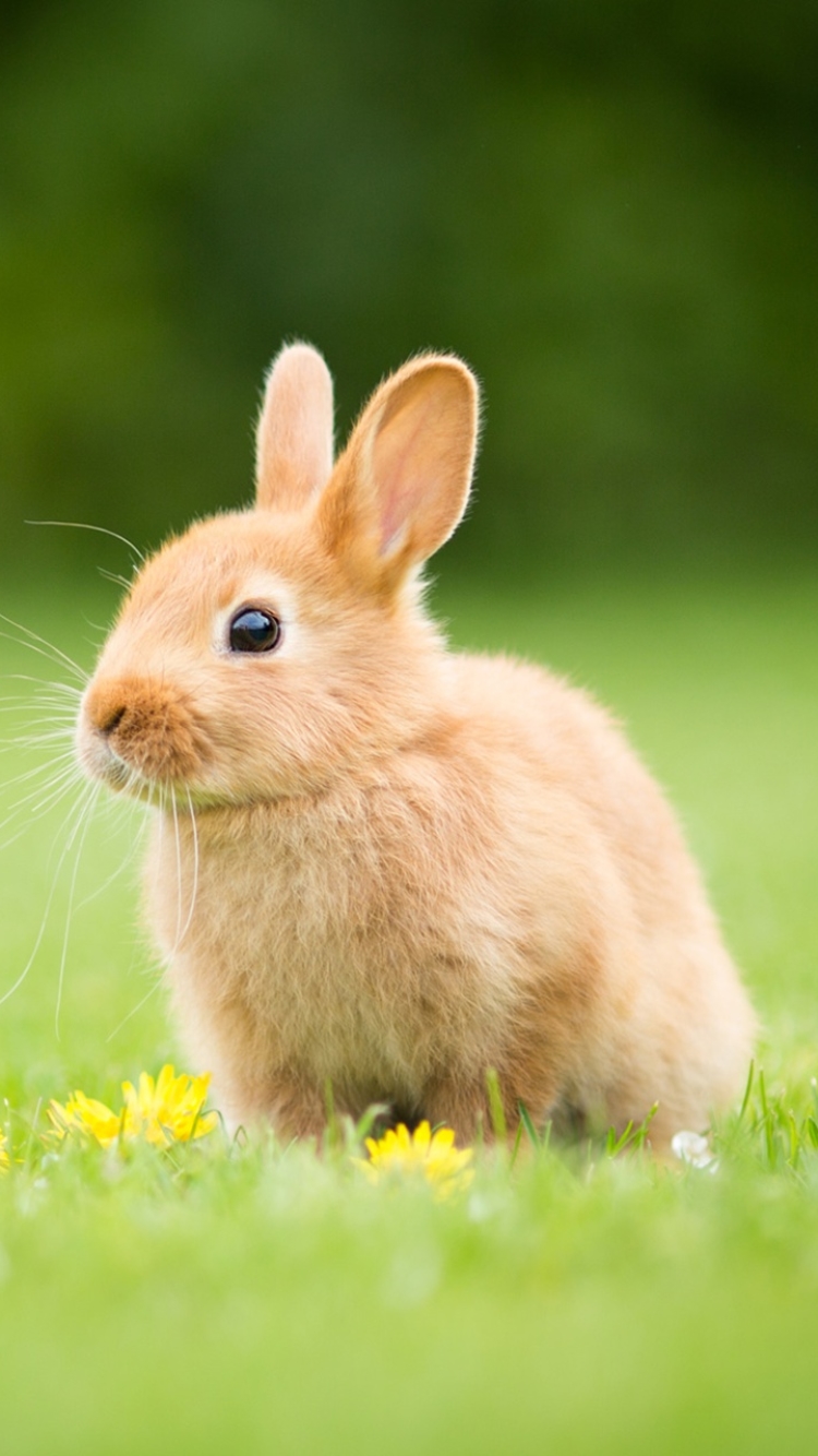 Download mobile wallpaper Animal, Rabbit, Baby Animal for free.
