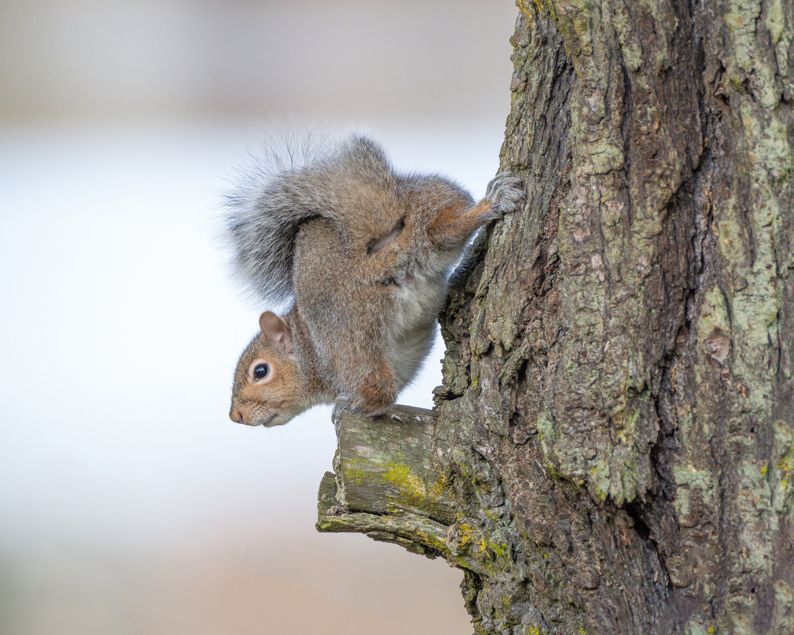 Download mobile wallpaper Squirrel, Animal, Rodent, Trunk for free.