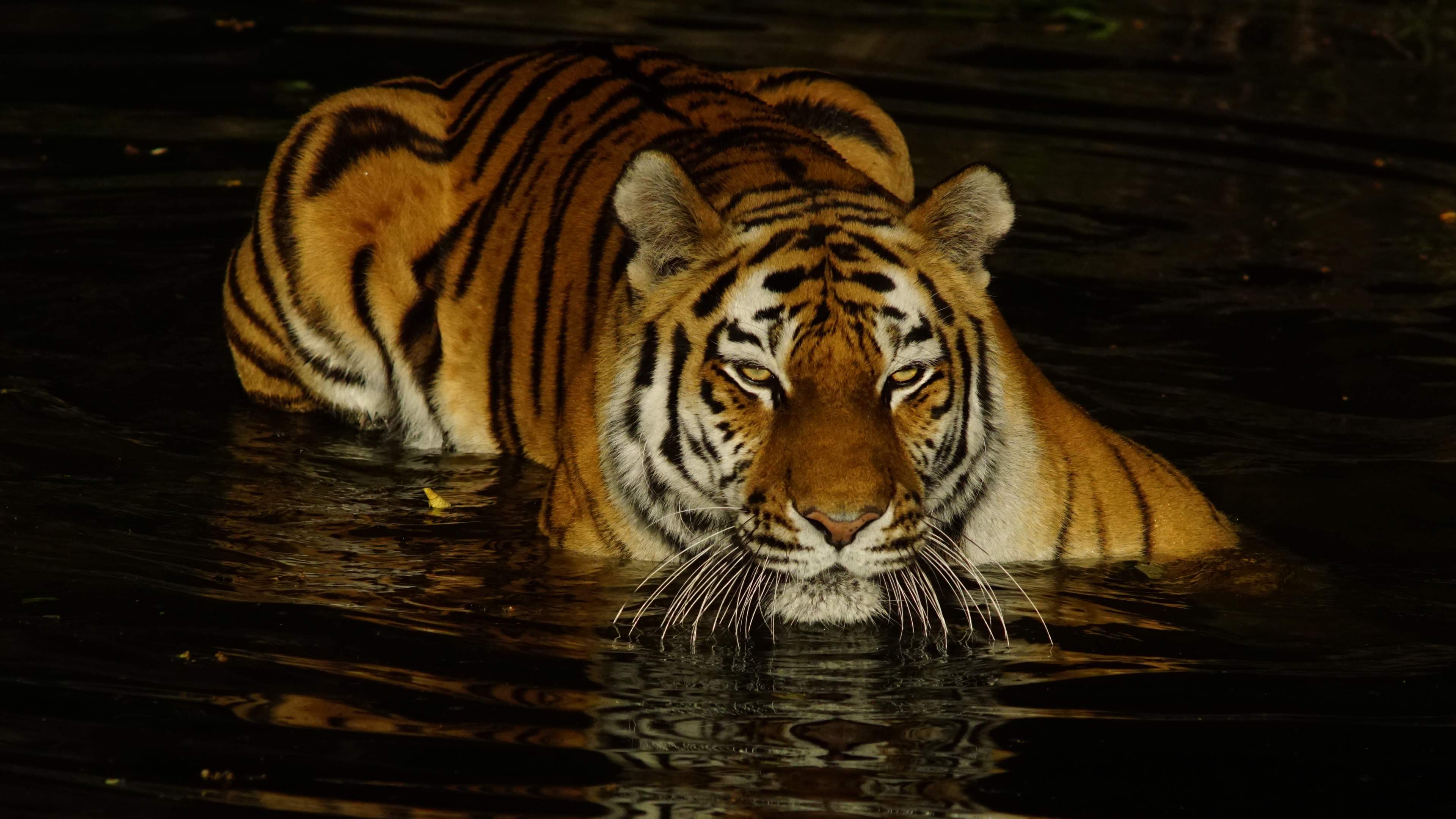 Free download wallpaper Cats, Tiger, Animal on your PC desktop