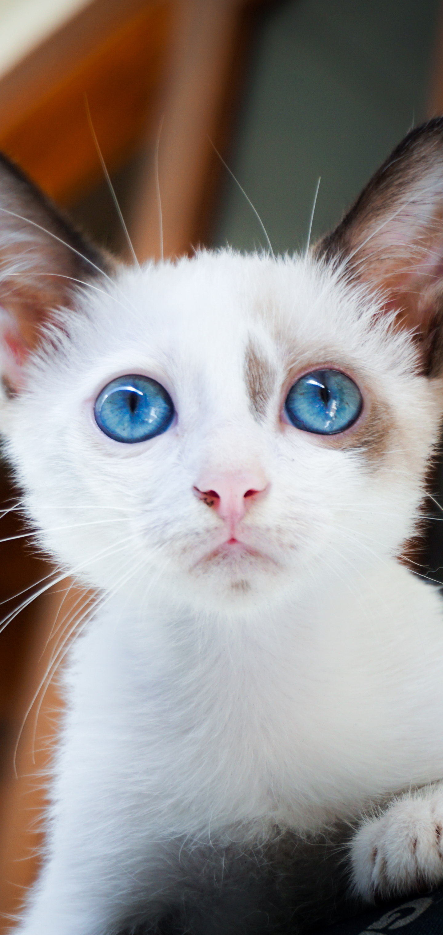 Download mobile wallpaper Cats, Cat, Kitten, Animal, Blue Eyes, Baby Animal for free.