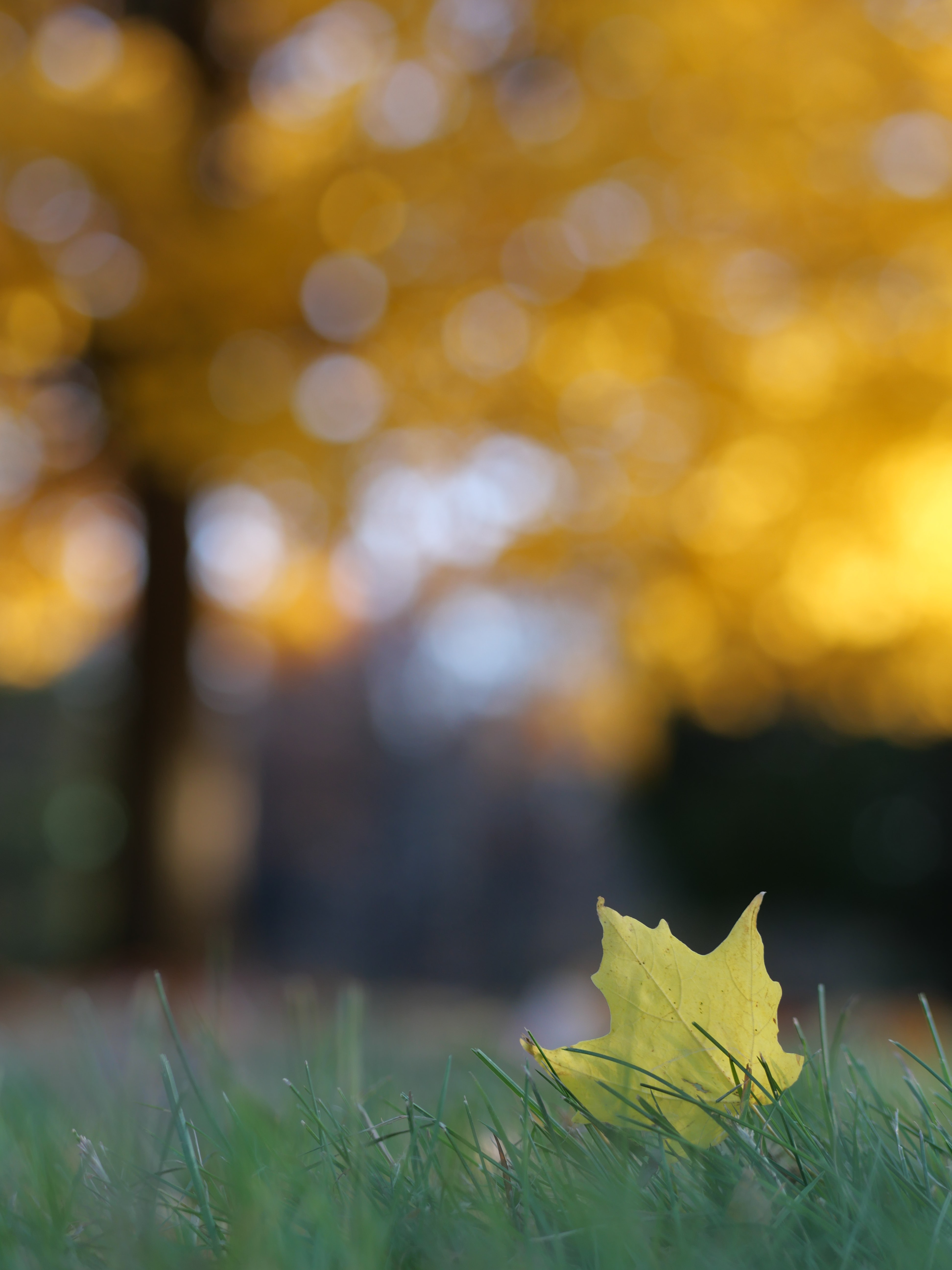 autumn, grass, macro, leaflet cellphone