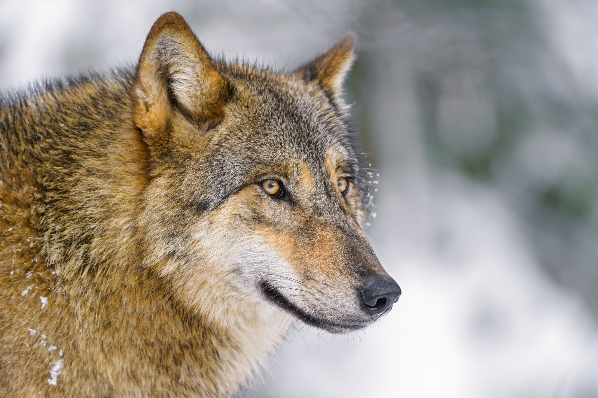 Download mobile wallpaper Wolves, Wolf, Animal for free.