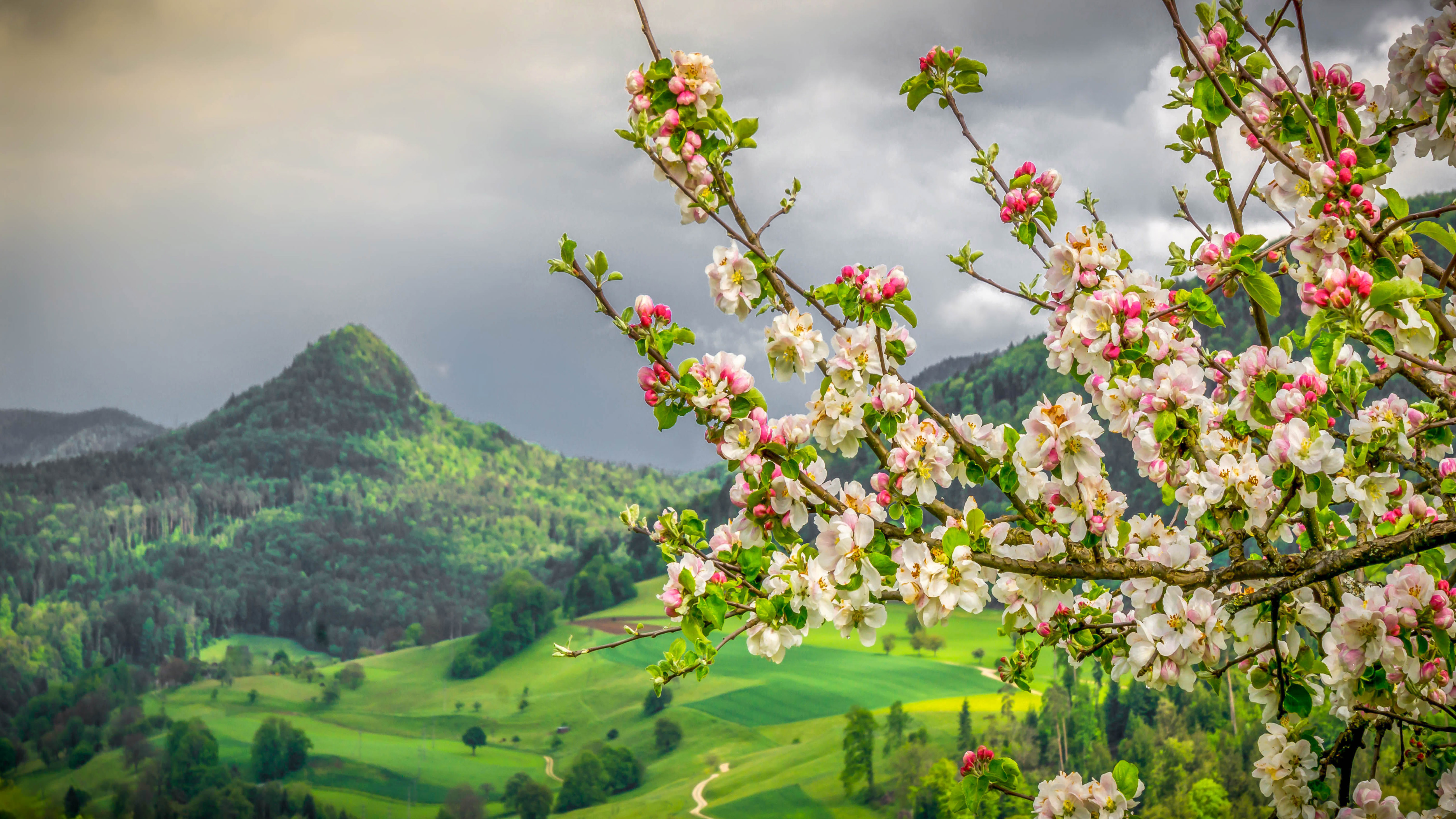 Скачать картинку Весна, Ландшафт, Цвести, Земля/природа, Розовый Цветок, Флауэрсы в телефон бесплатно.