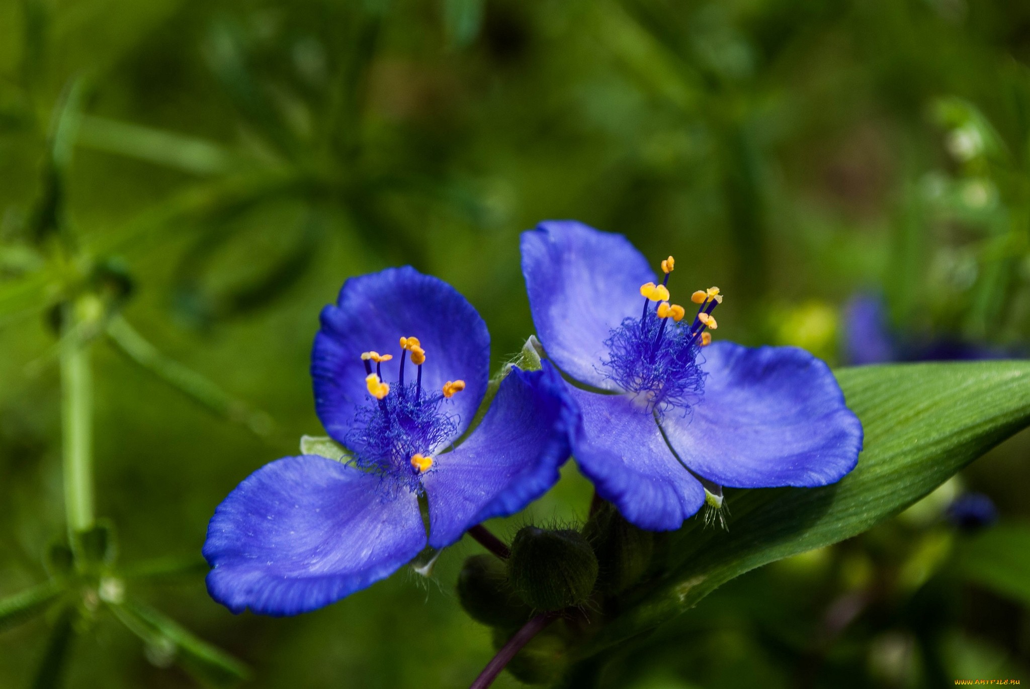 Cool Backgrounds  Flowers