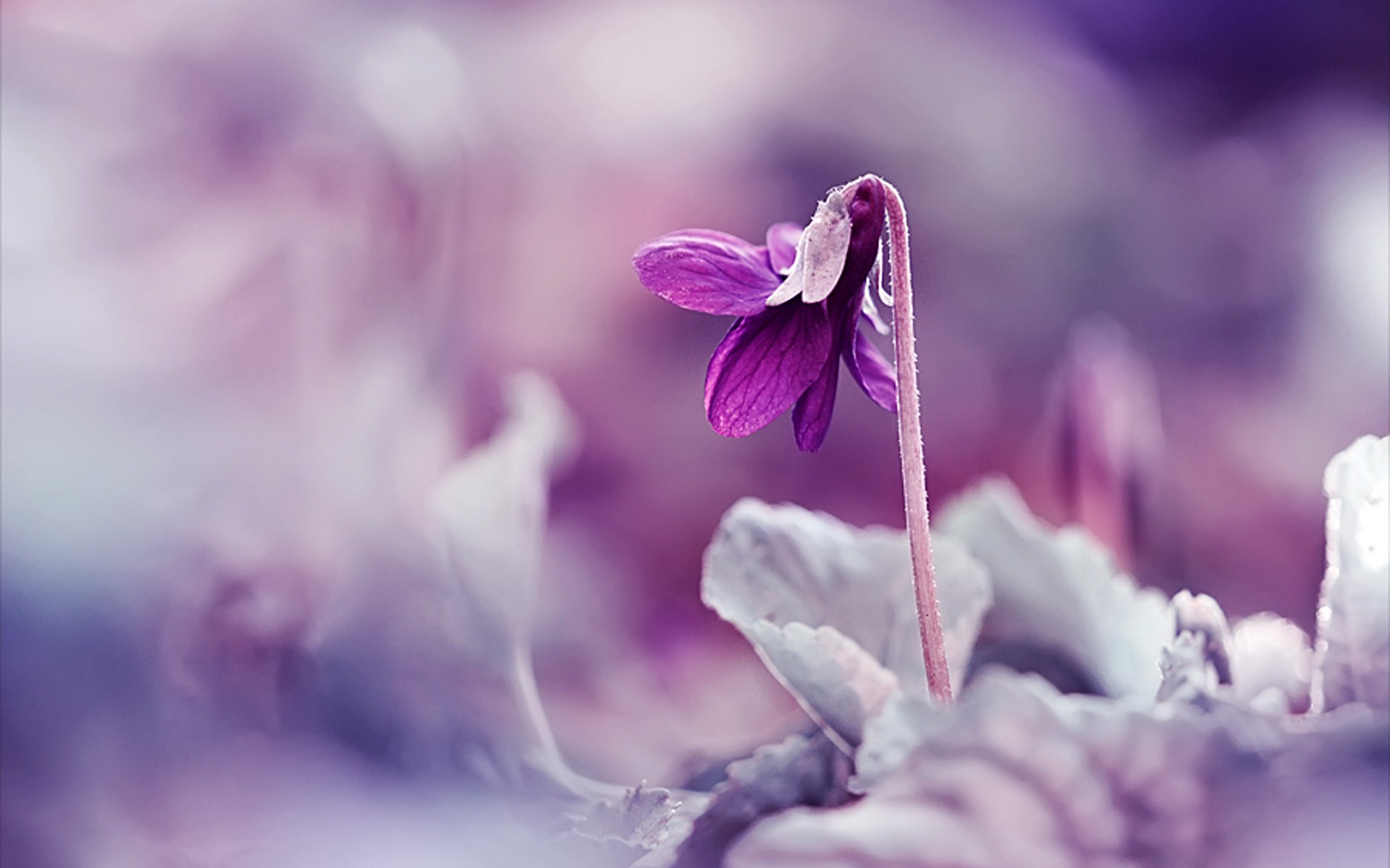 Descarga gratuita de fondo de pantalla para móvil de Flores, Flor, Tierra/naturaleza.