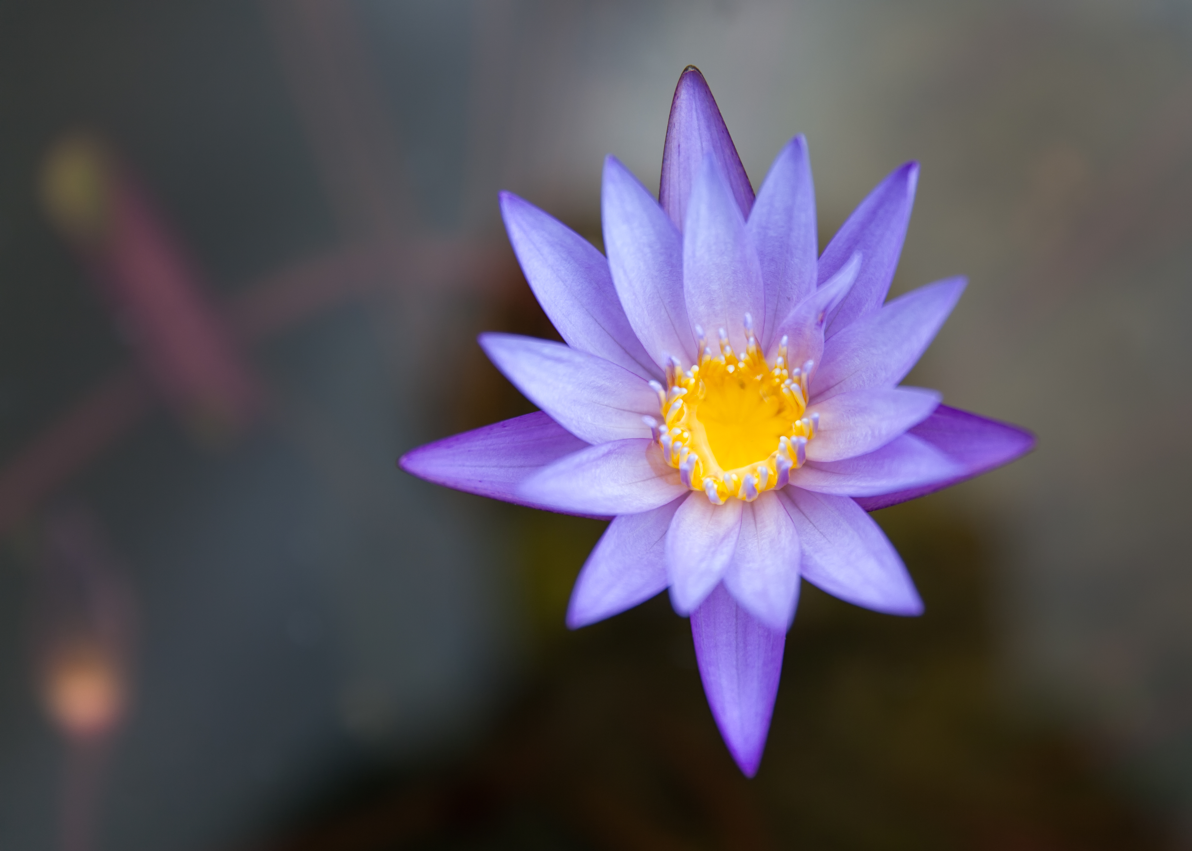 Download mobile wallpaper Water Lily, Flowers, Flower, Pond, Earth for free.