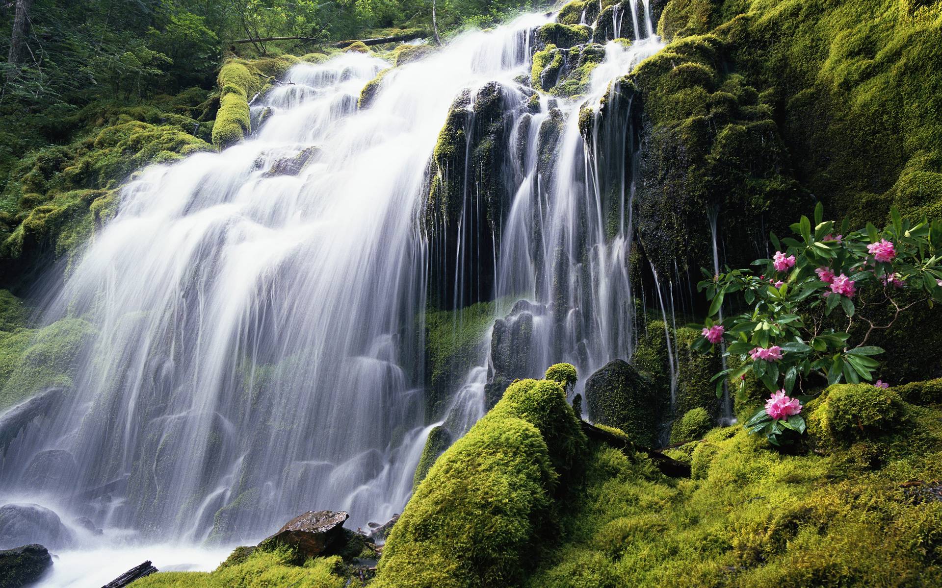 waterfall, vegetation, earth, flower, moss, nature, water, waterfalls