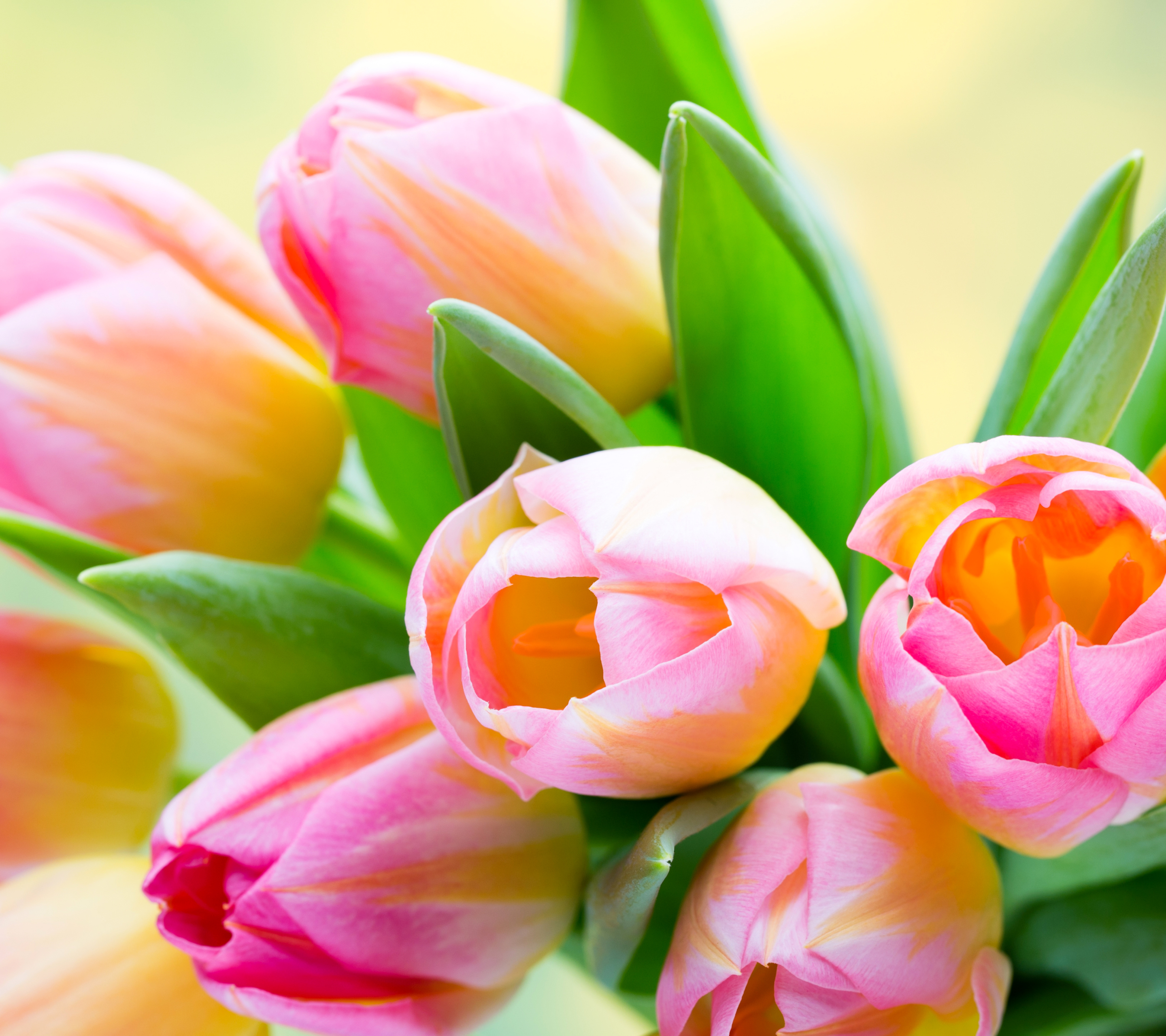 Download mobile wallpaper Flowers, Flower, Earth, Tulip, Pink Flower for free.