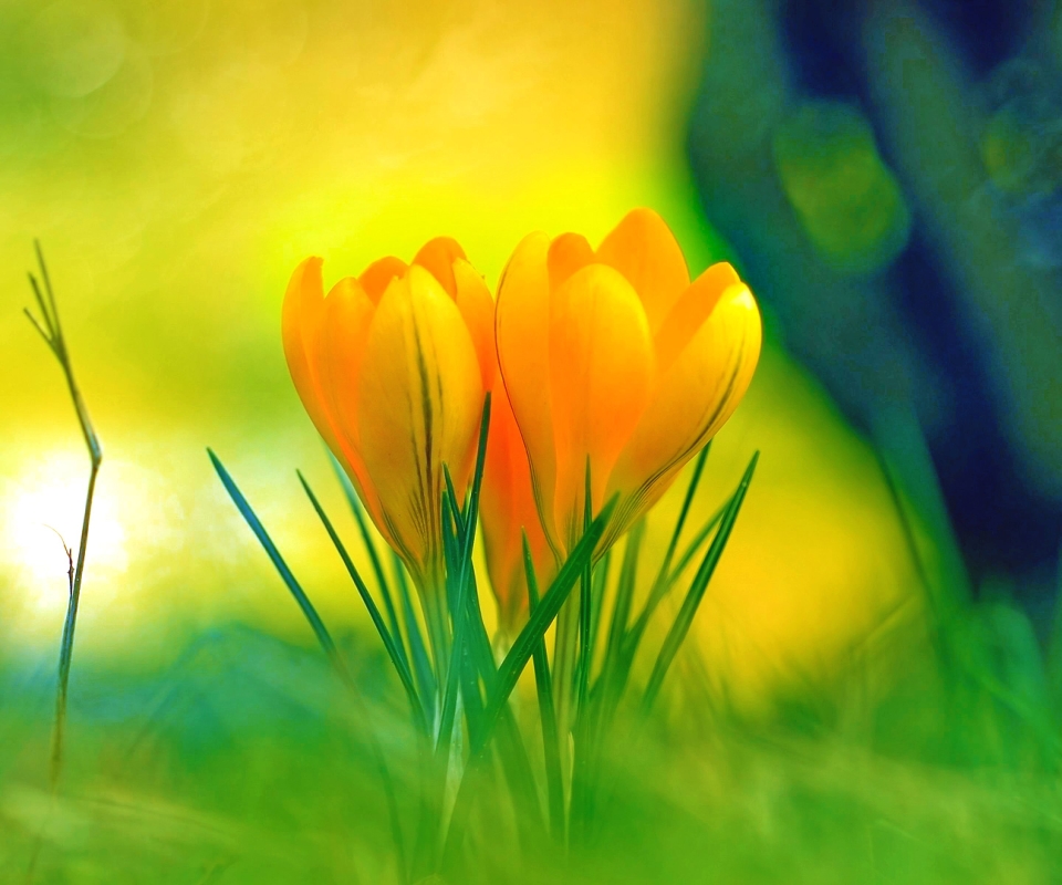 無料モバイル壁紙フラワーズ, 花, 地球, 春, クロッカス, 黄色い花をダウンロードします。