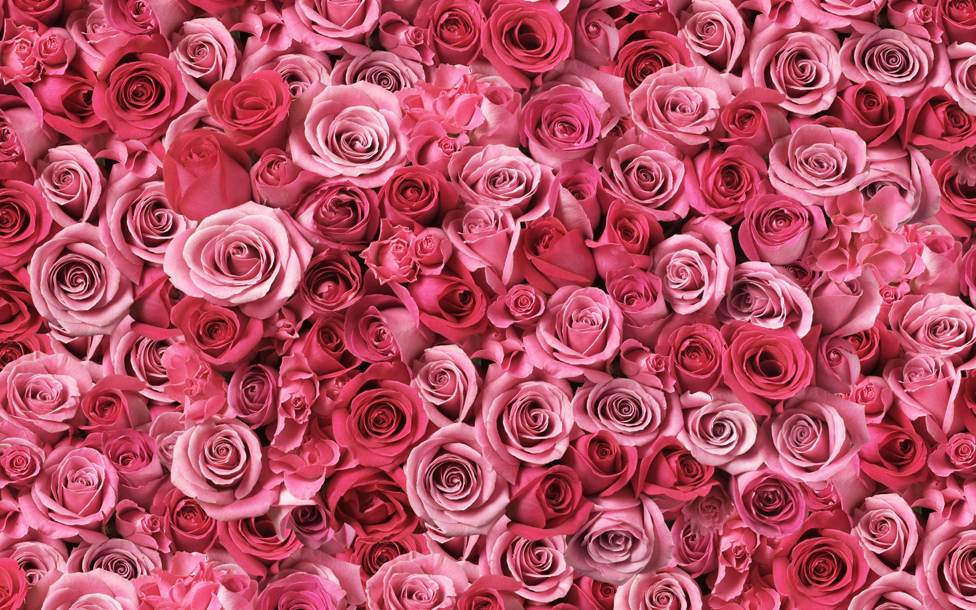 352062 baixar papel de parede terra/natureza, rosa, amor, espiral, flores - protetores de tela e imagens gratuitamente