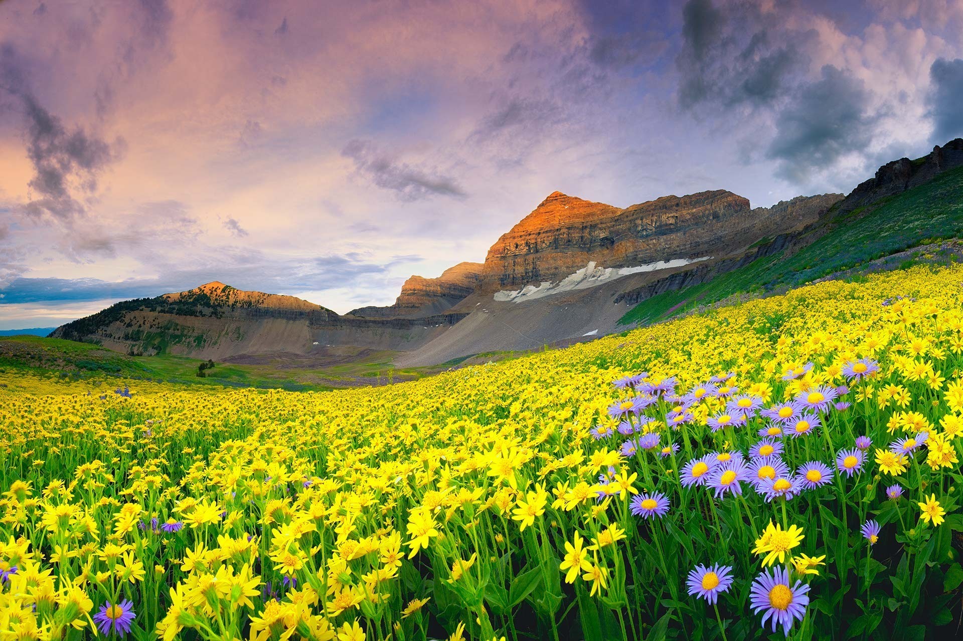 Free download wallpaper Flower, Earth on your PC desktop