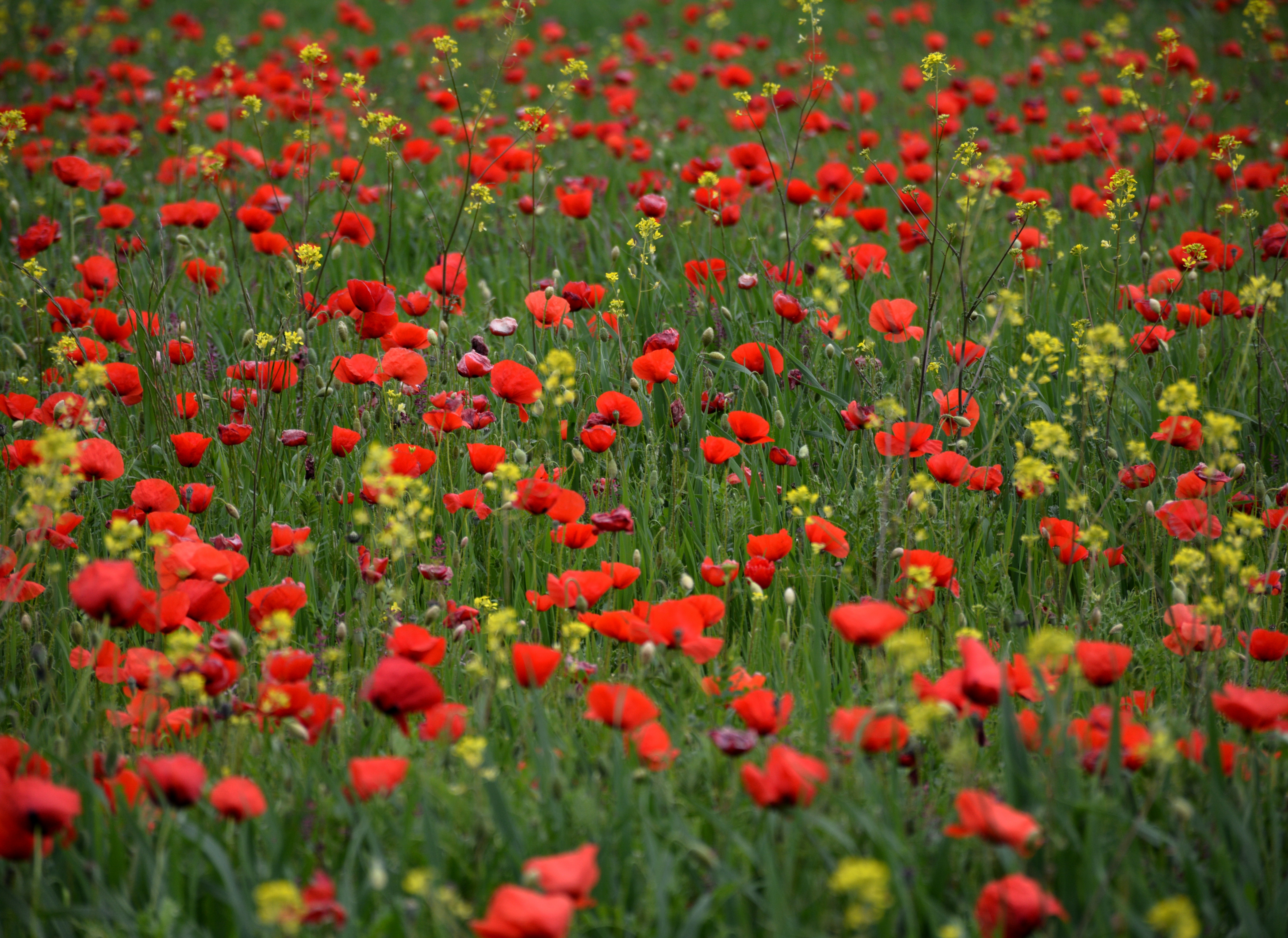 Laden Sie das Blumen, Mohn, Sommer, Blume, Wiese, Rote Blume, Erde/natur-Bild kostenlos auf Ihren PC-Desktop herunter