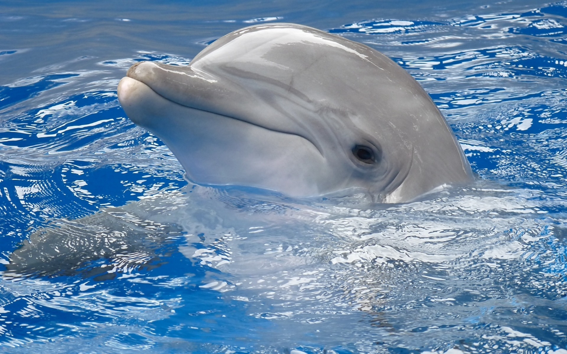 614340 Bild herunterladen tiere, delfin, großer tümmler - Hintergrundbilder und Bildschirmschoner kostenlos