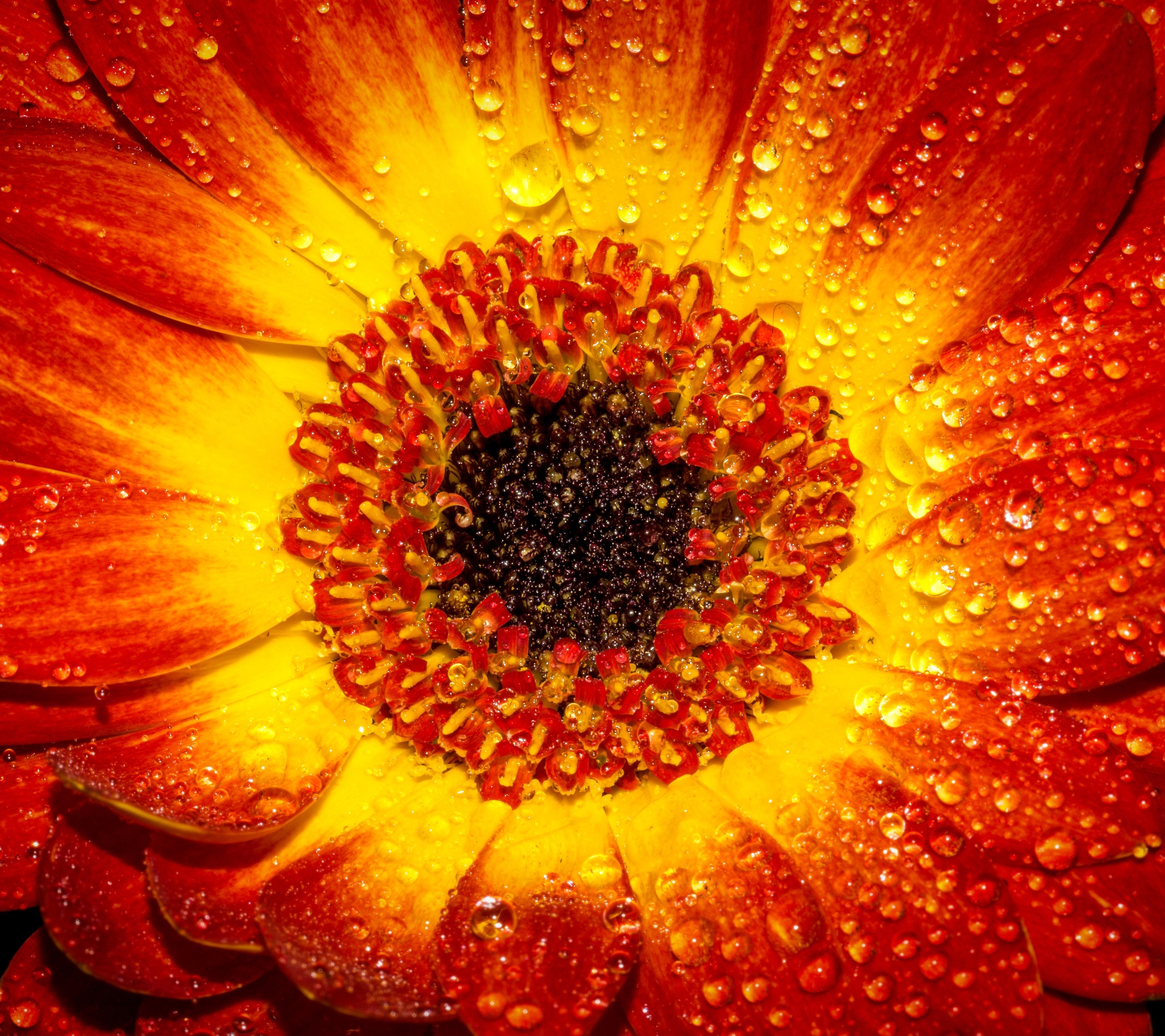 Free download wallpaper Nature, Flowers, Flower, Macro, Earth, Water Drop, Orange Flower on your PC desktop