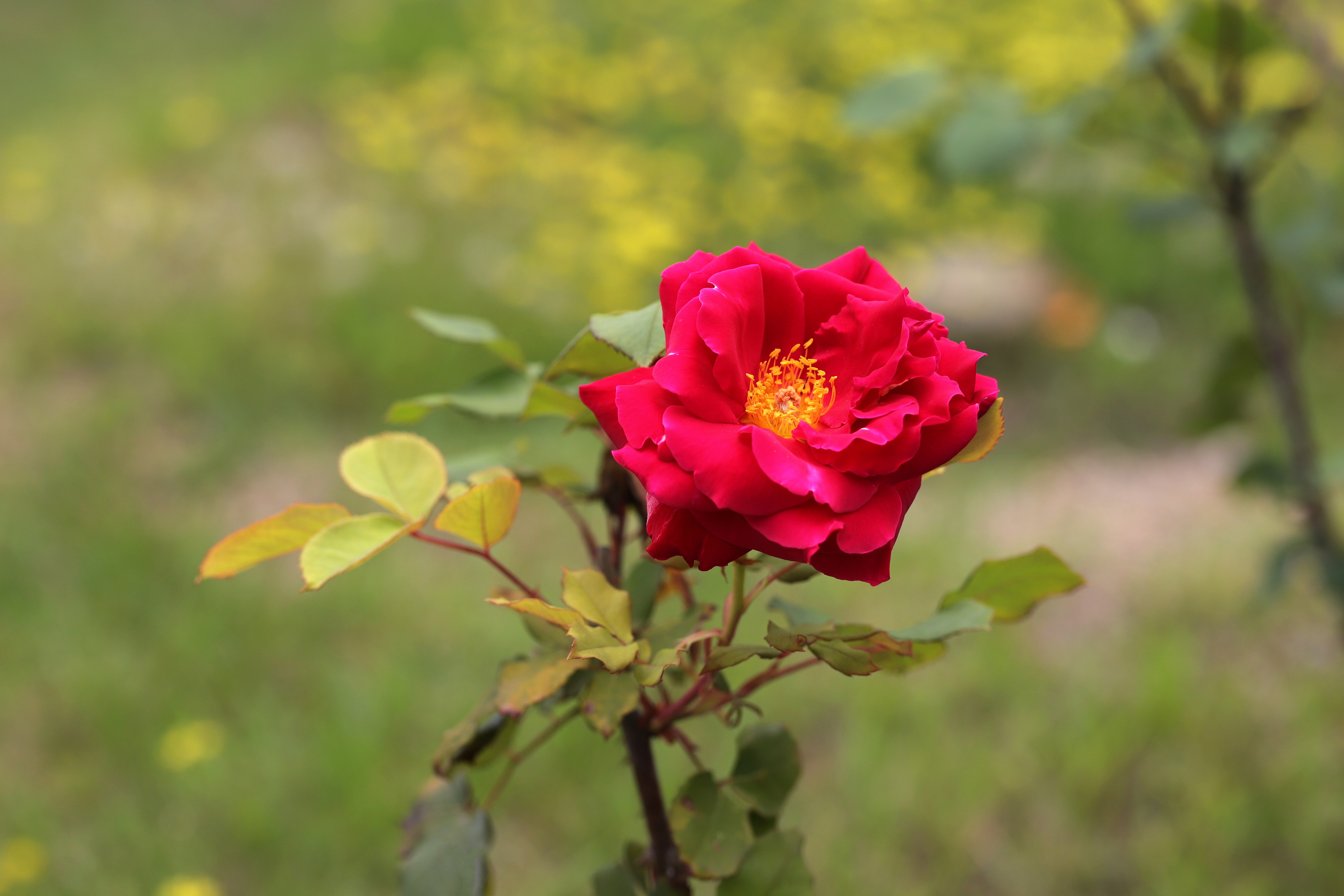 Скачати мобільні шпалери Роза, Земля, Червона Троянда, Червона Квітка безкоштовно.
