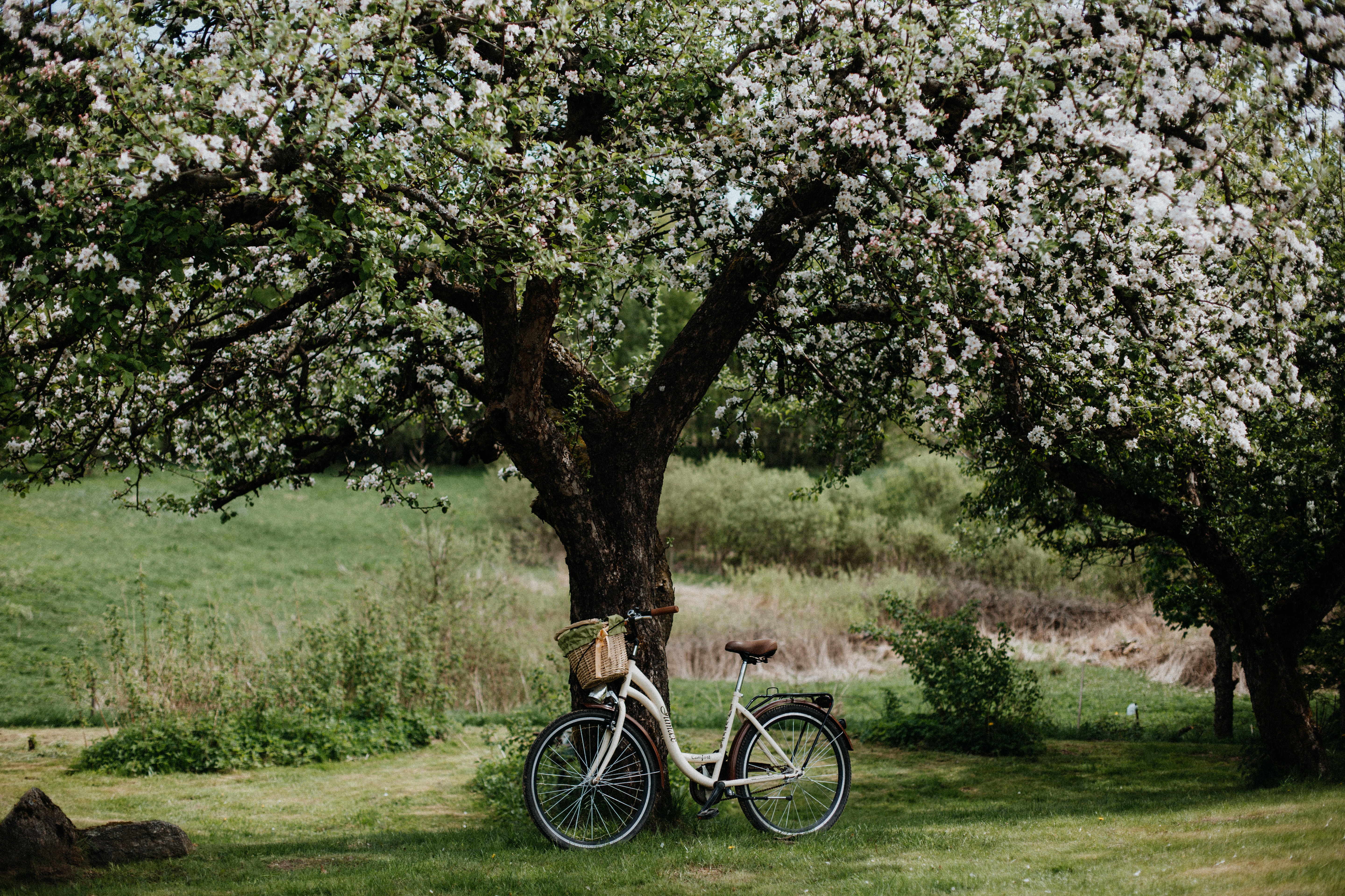 128805 descargar fondo de pantalla flores, miscelánea, misceláneo, madera, árbol, florecer, floración, bicicleta, árbol de manzana, manzano: protectores de pantalla e imágenes gratis