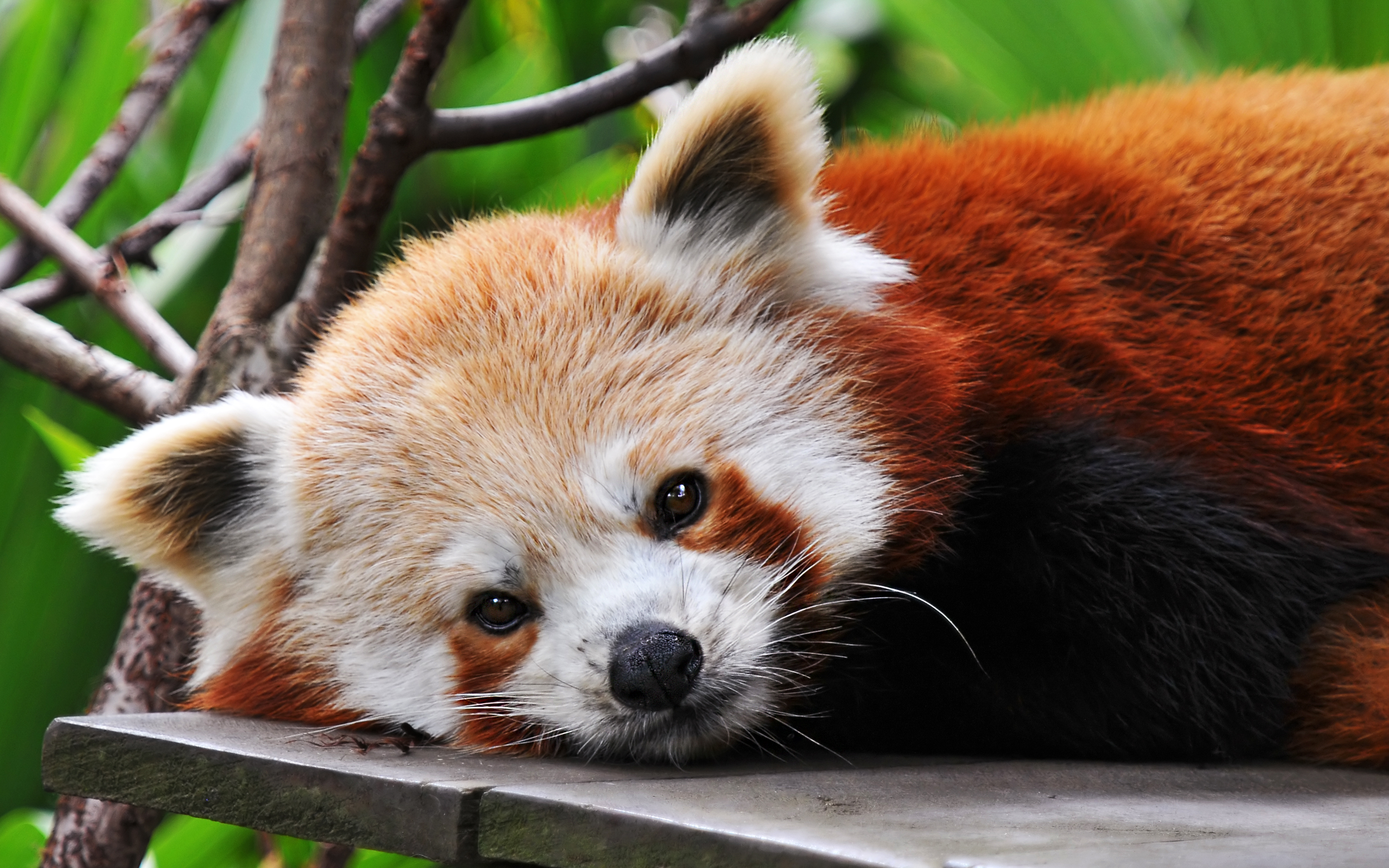 532909 baixar imagens animais, panda vermelho - papéis de parede e protetores de tela gratuitamente