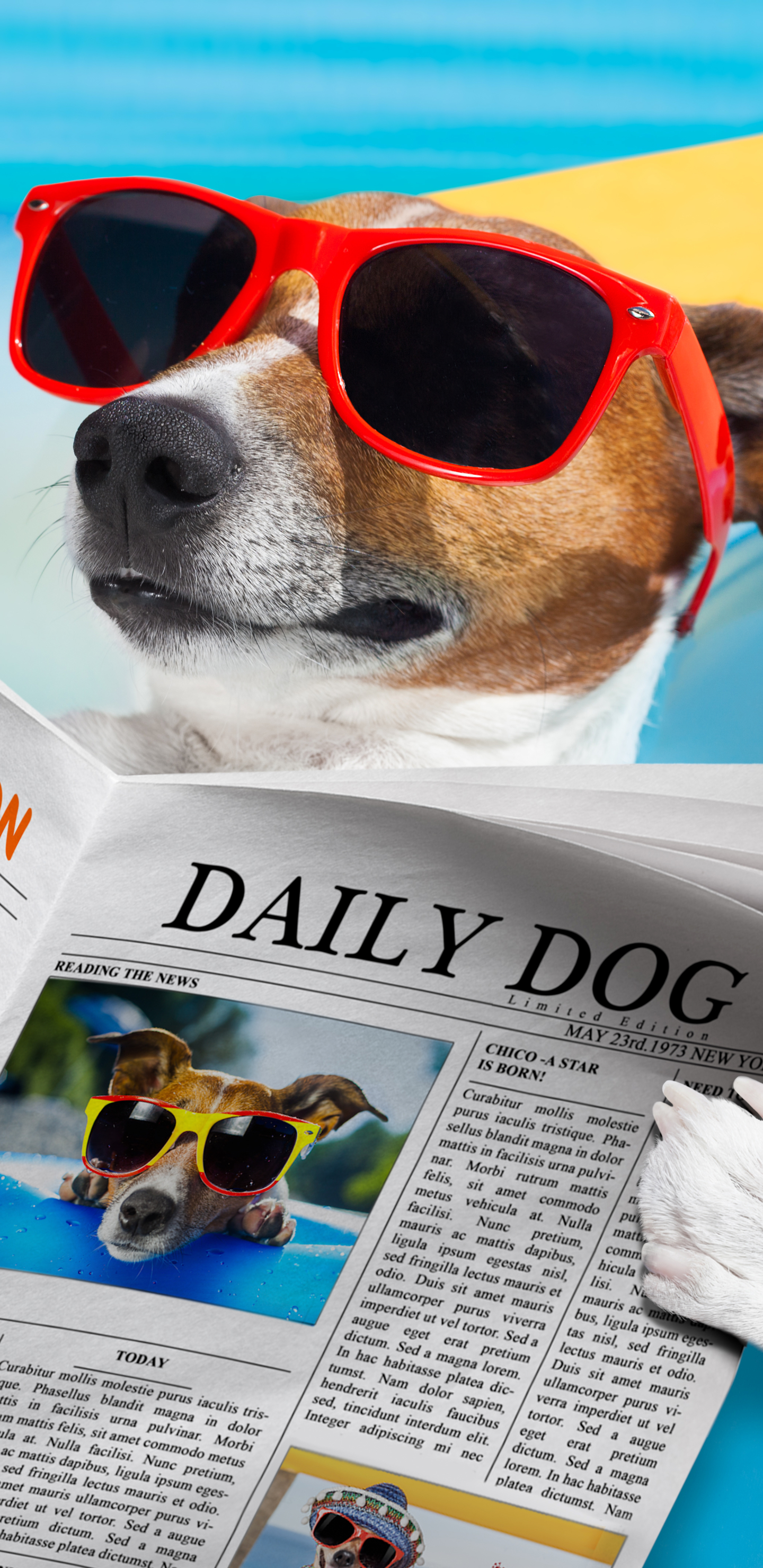 humor, dog, summer, newspaper, sunglasses, jack russell terrier Full HD