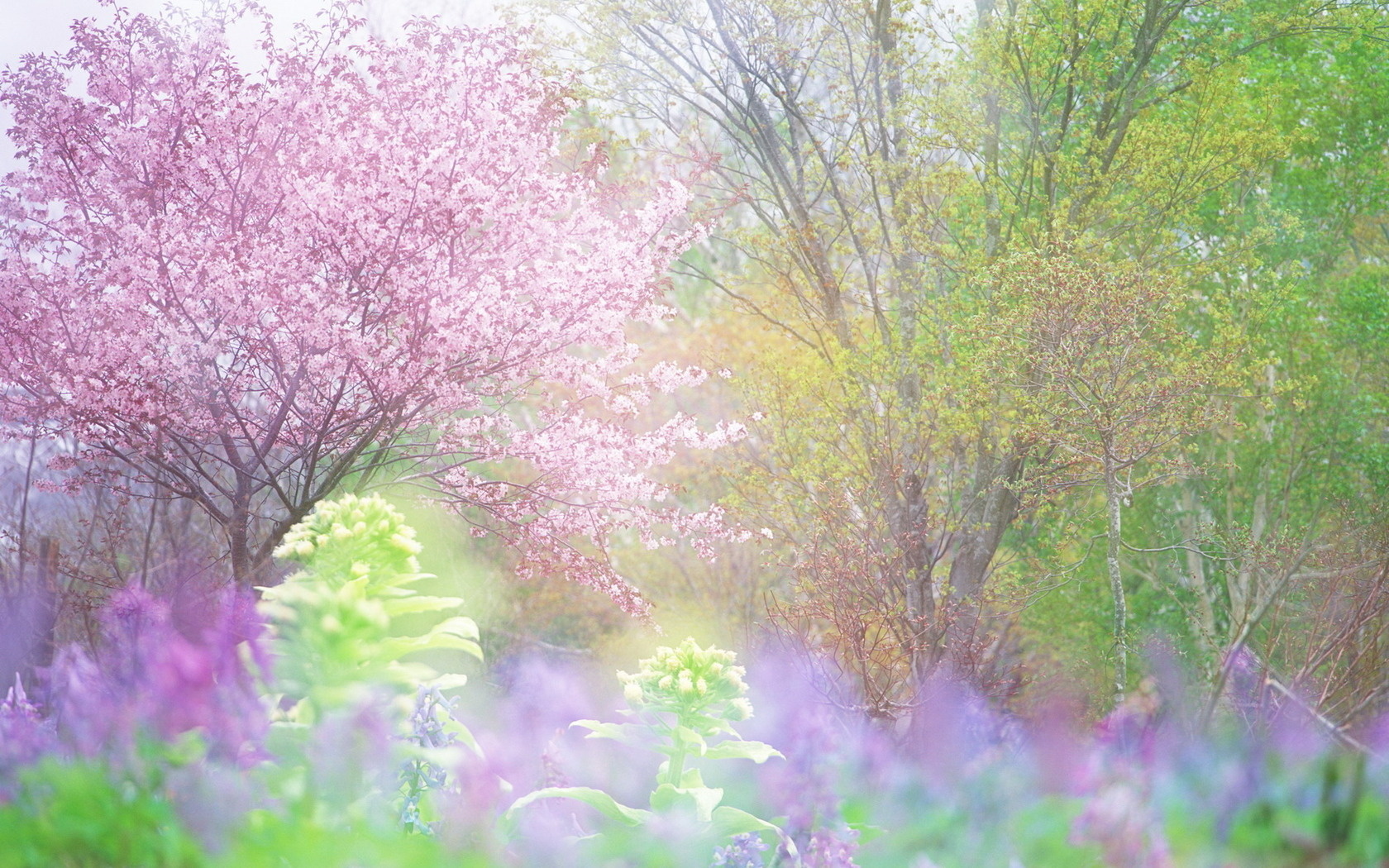 Download mobile wallpaper Earth, Spring for free.