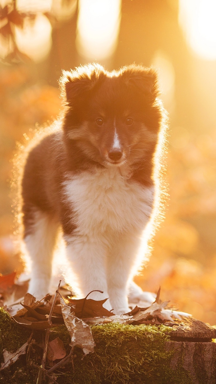 Download mobile wallpaper Dogs, Dog, Animal, Puppy, Baby Animal for free.