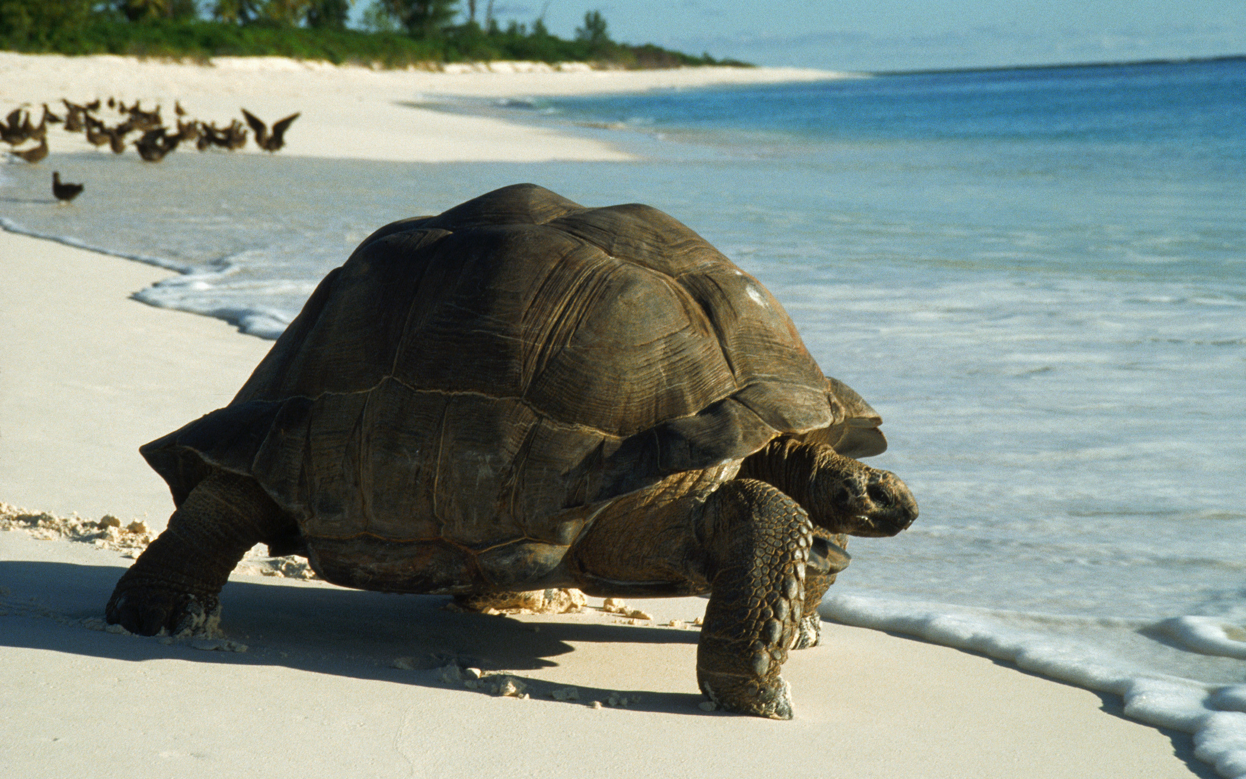 309501 Bild herunterladen tiere, schildkröte, landschildkröten, schildkröten - Hintergrundbilder und Bildschirmschoner kostenlos