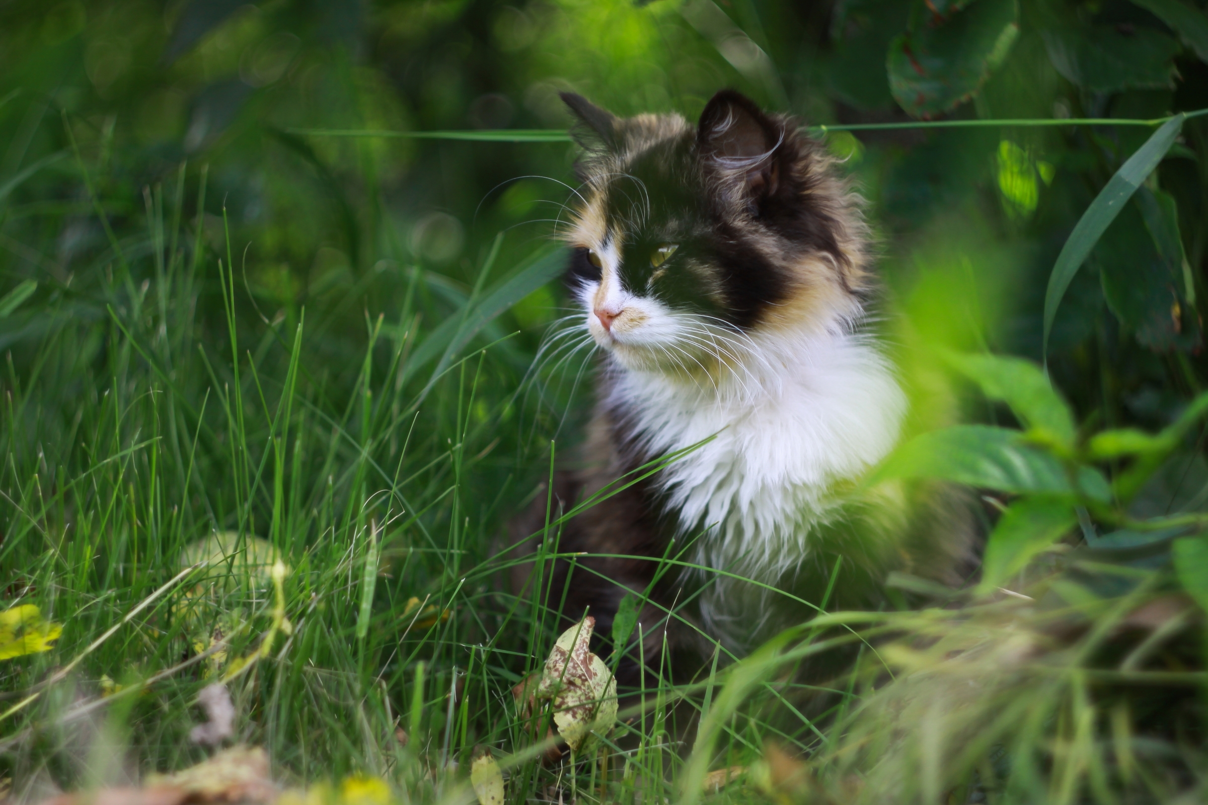 Handy-Wallpaper Tiere, Katzen, Katze, Gras kostenlos herunterladen.