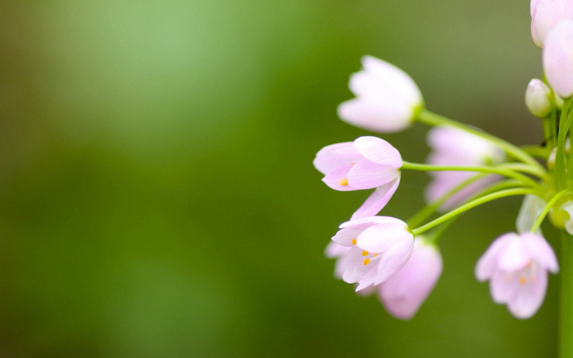 Téléchargez gratuitement l'image Fleurs, Fleur, Terre/nature sur le bureau de votre PC