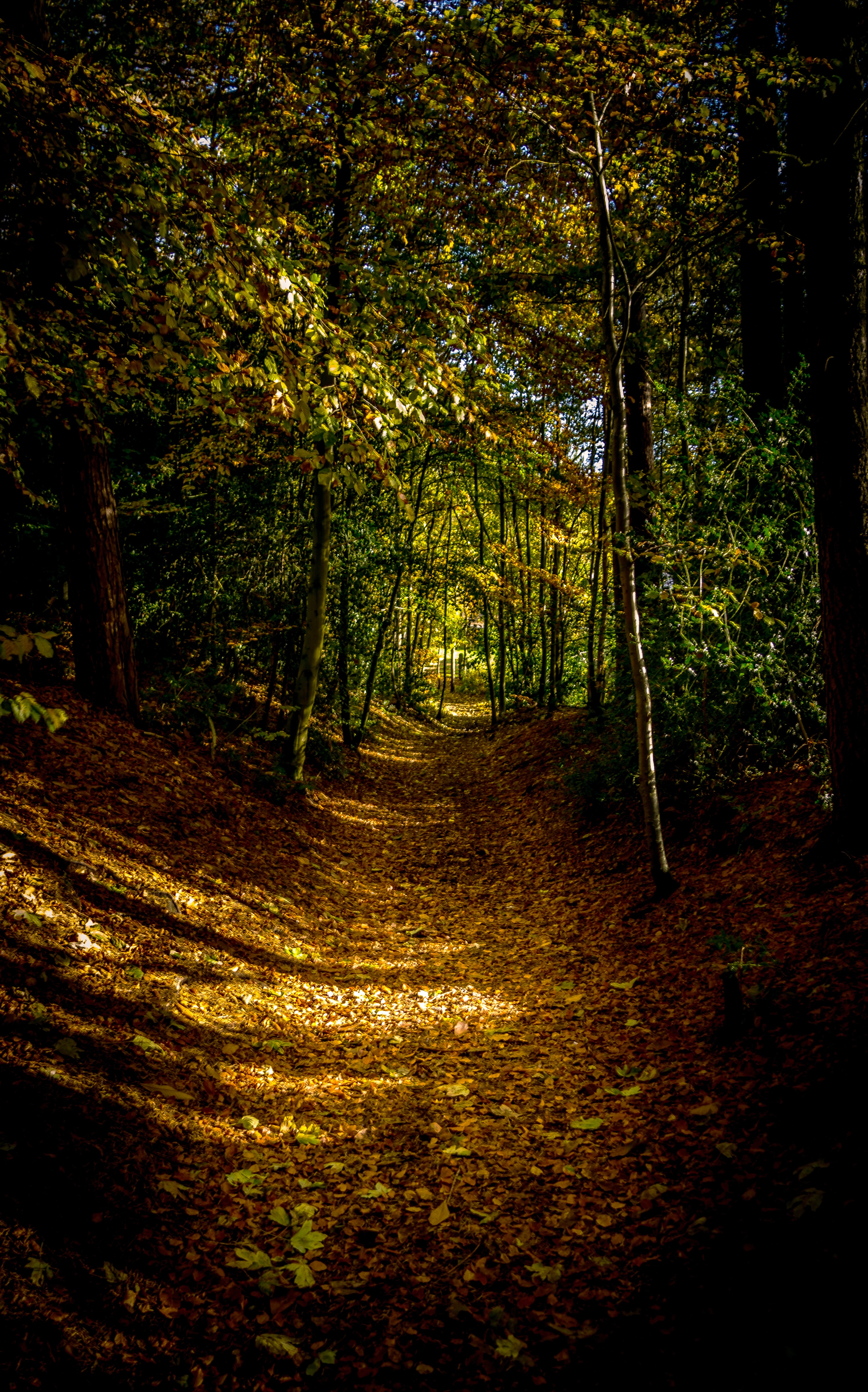 Download mobile wallpaper Trees, Path, Leaves, Forest, Nature, Autumn for free.