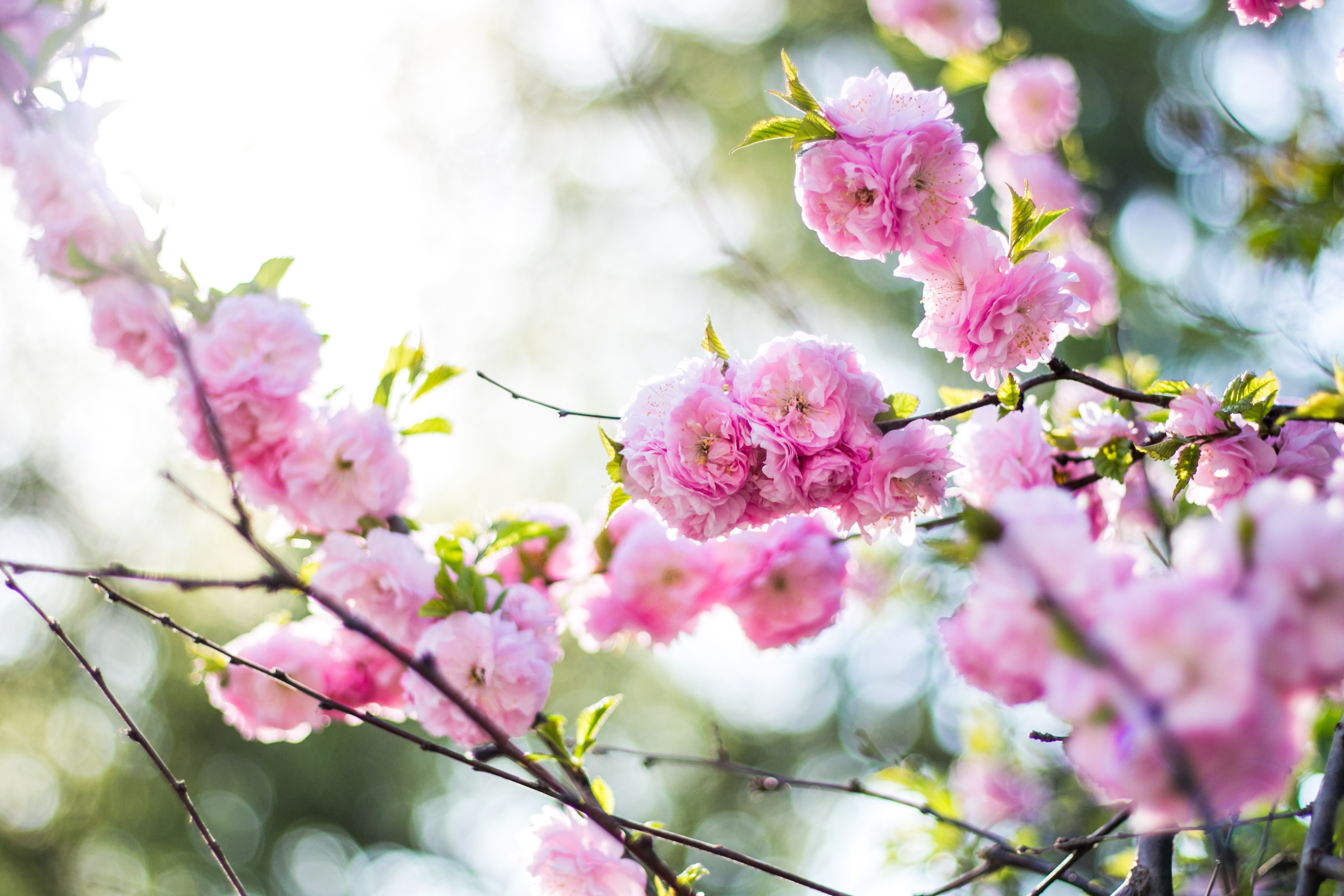 flowering, flowers, pink, bloom, branch, spring