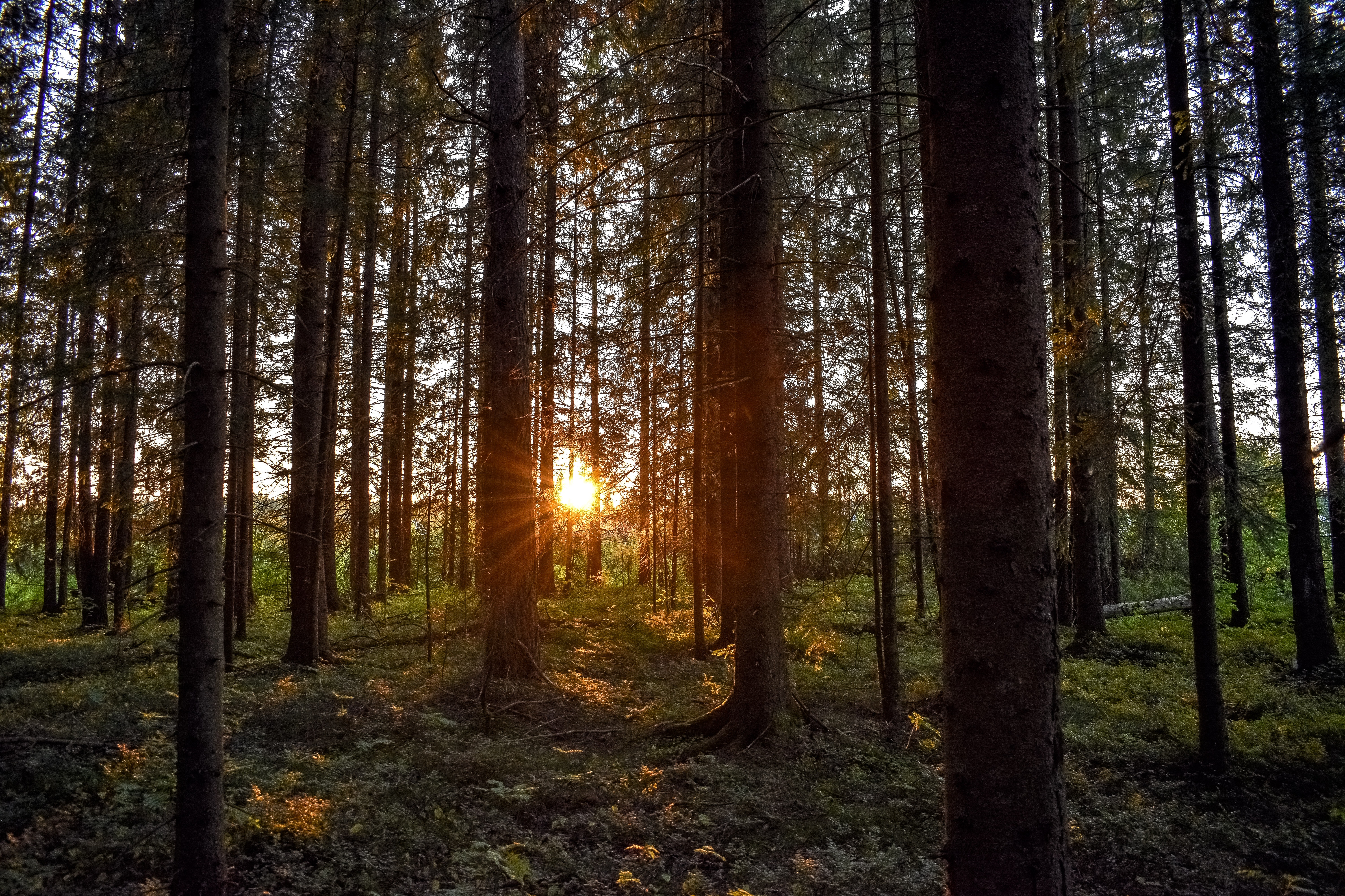 forest, nature, trees, sunset, beams, rays, sunlight