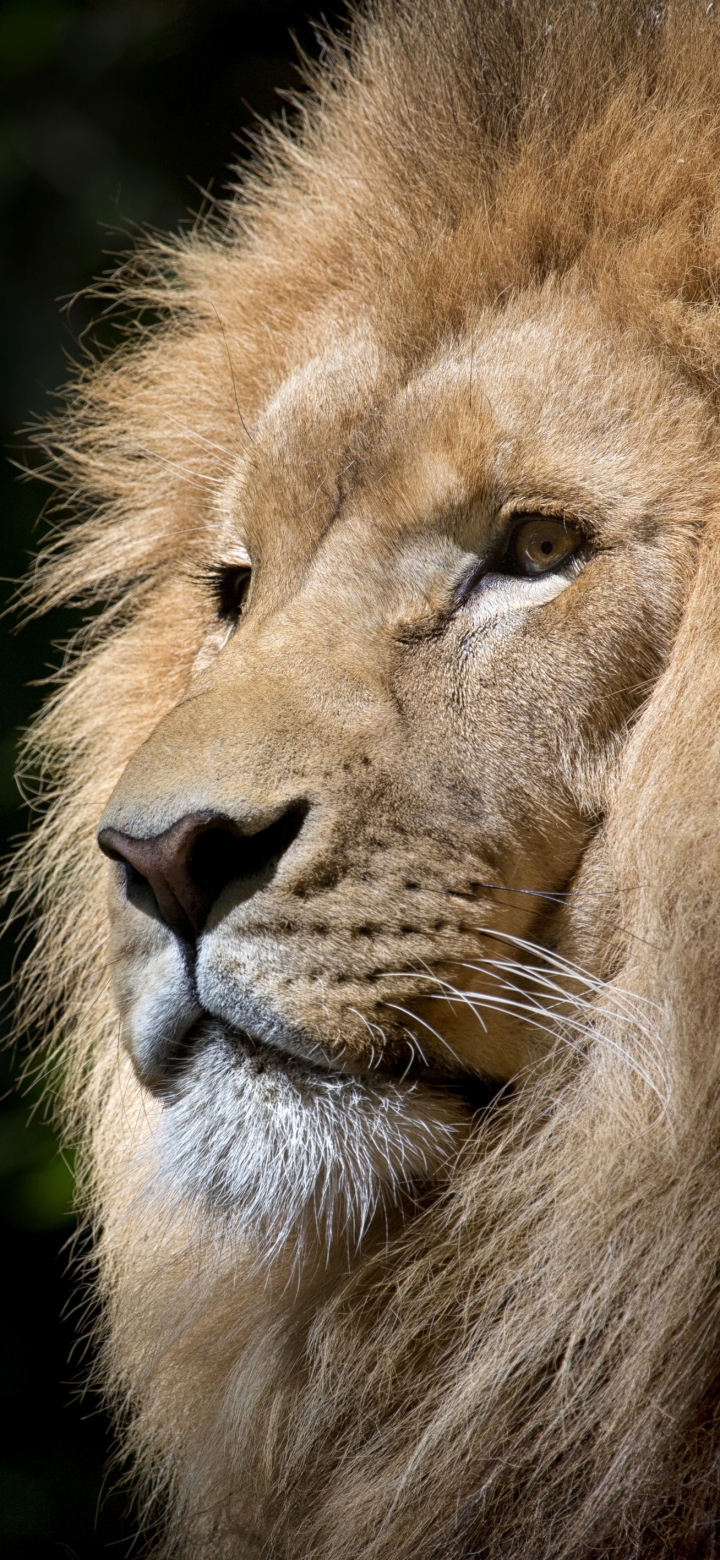 Download mobile wallpaper Cats, Lion, Animal for free.