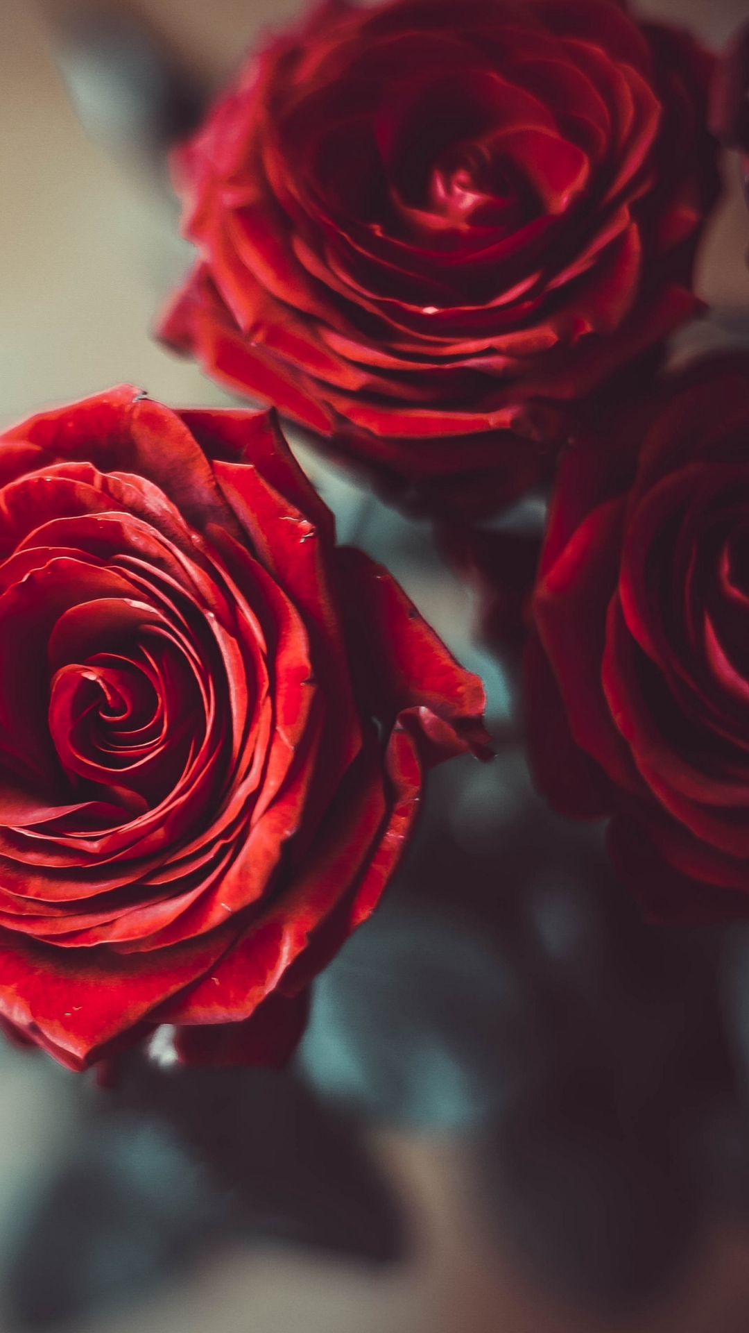 Download mobile wallpaper Flowers, Flower, Rose, Earth, Red Rose for free.