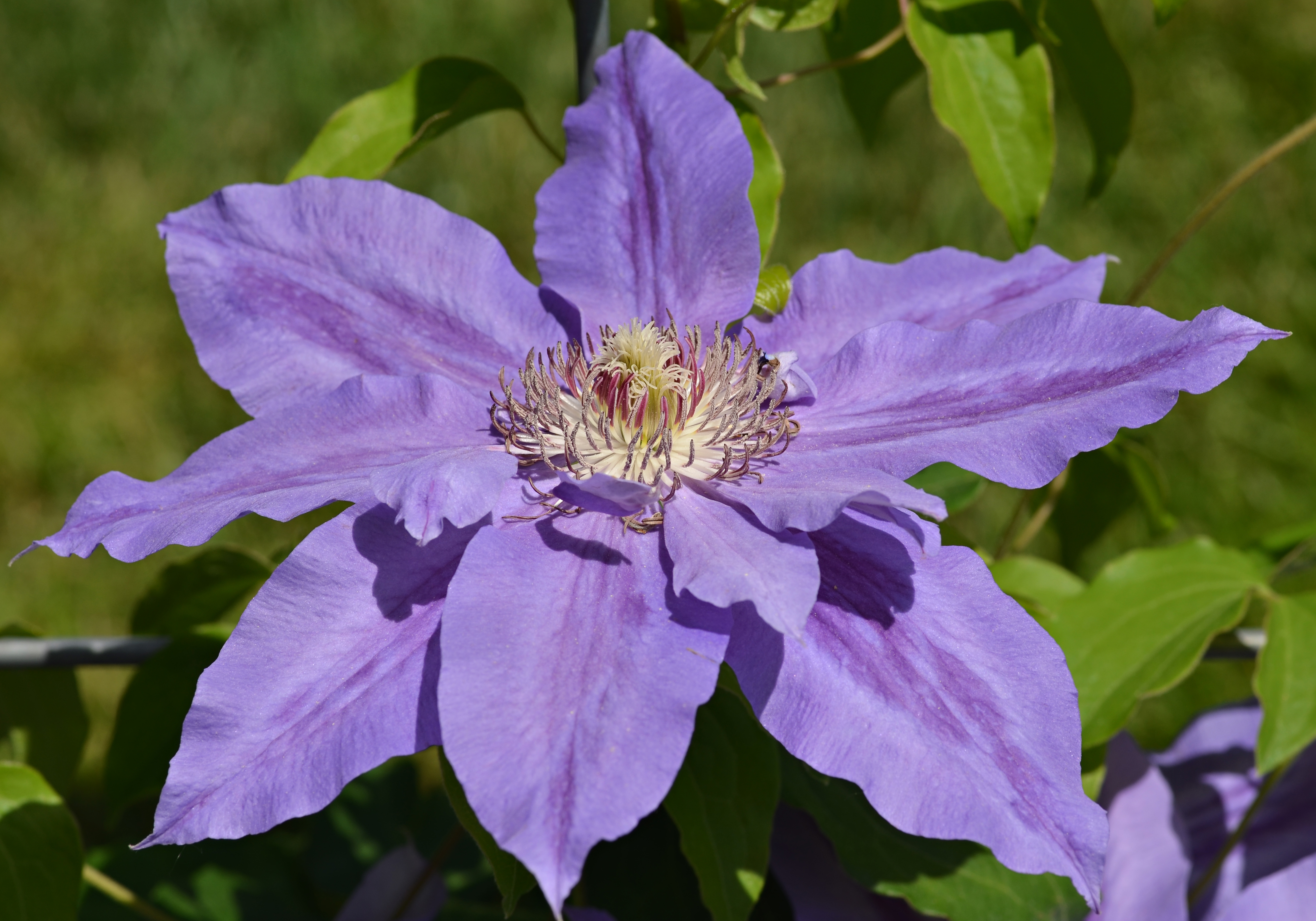 earth, clematis, flower, flowers