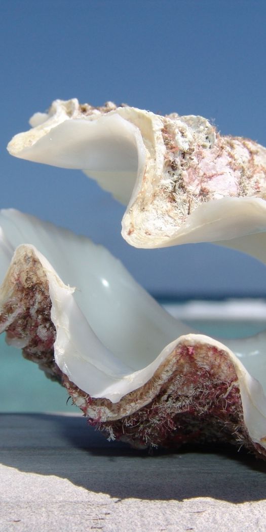Desktop wallpaper: Background, Shells 4K free download for PC. 32591