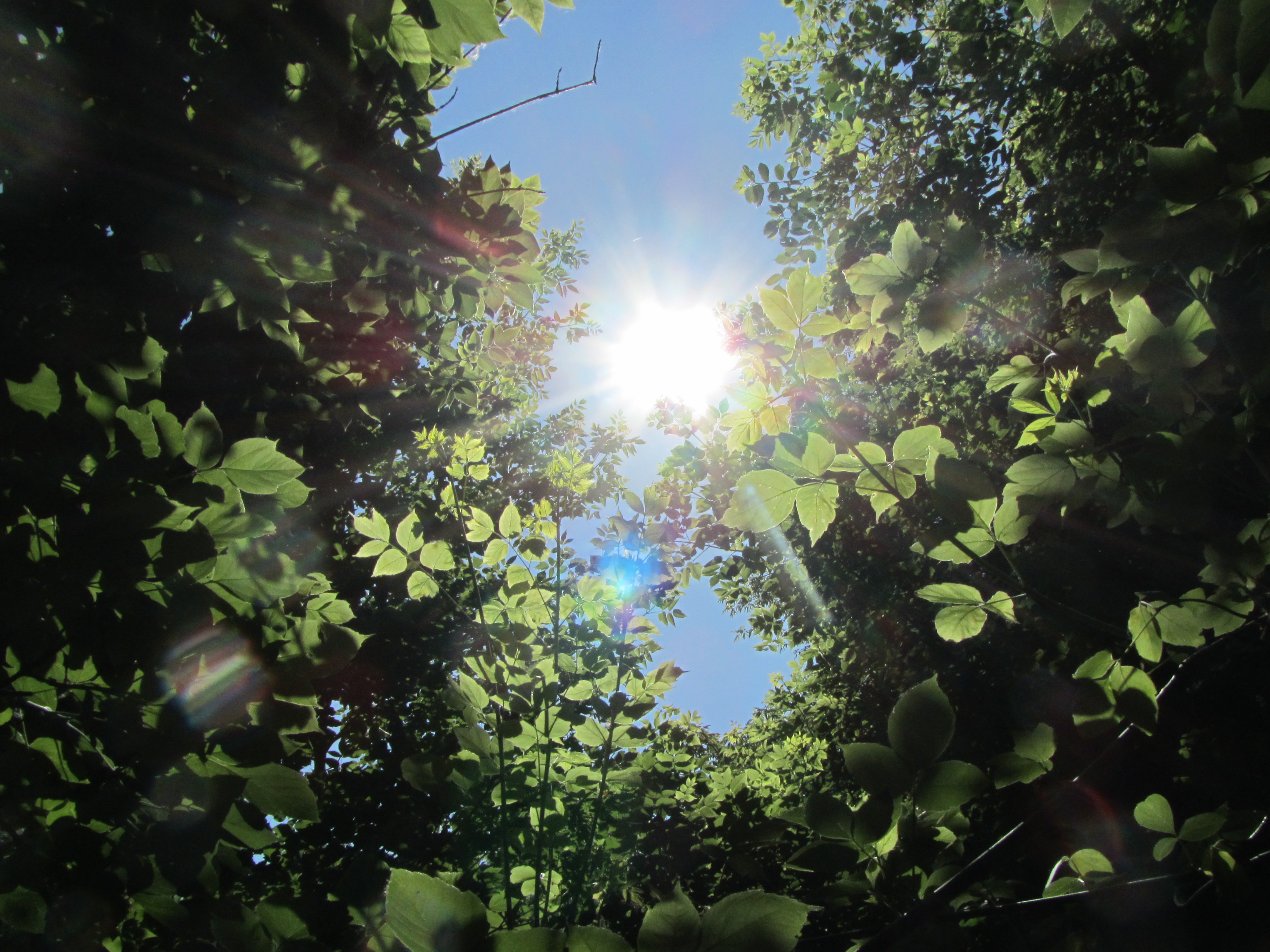 Laden Sie das Sonnenstrahl, Erde/natur-Bild kostenlos auf Ihren PC-Desktop herunter