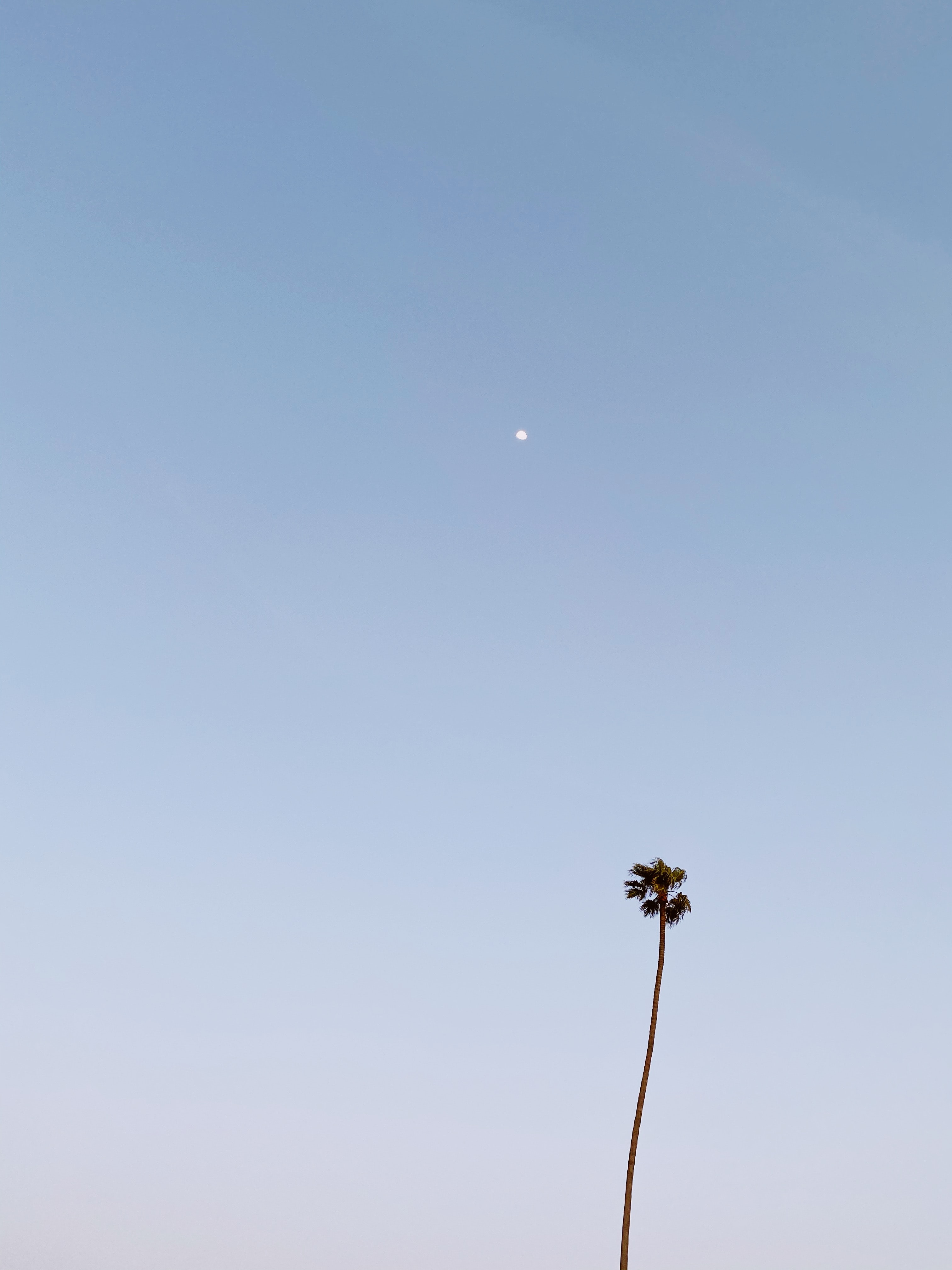 Download mobile wallpaper Palm, Moon, Minimalism for free.